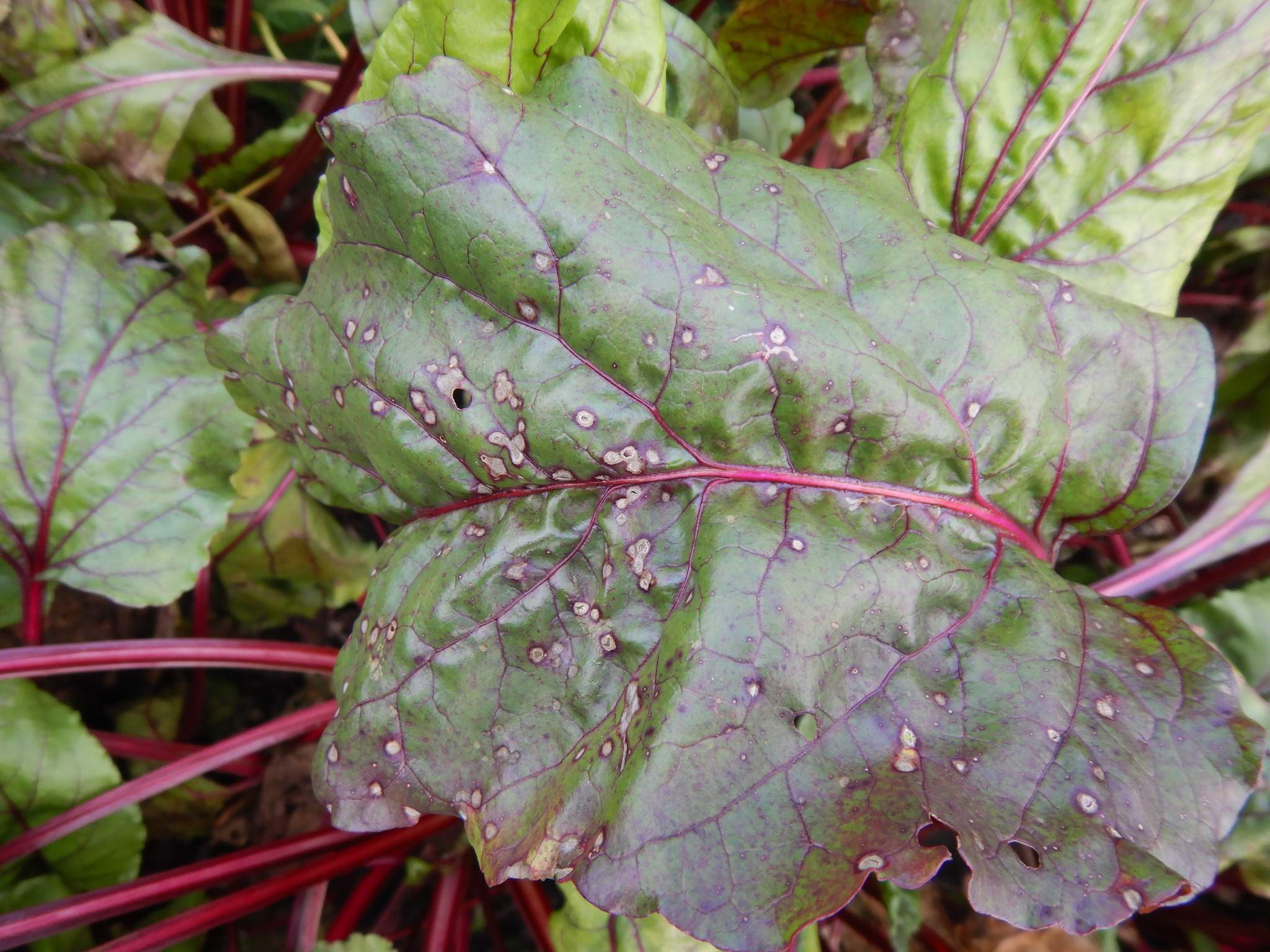 Neocamarosporium betae