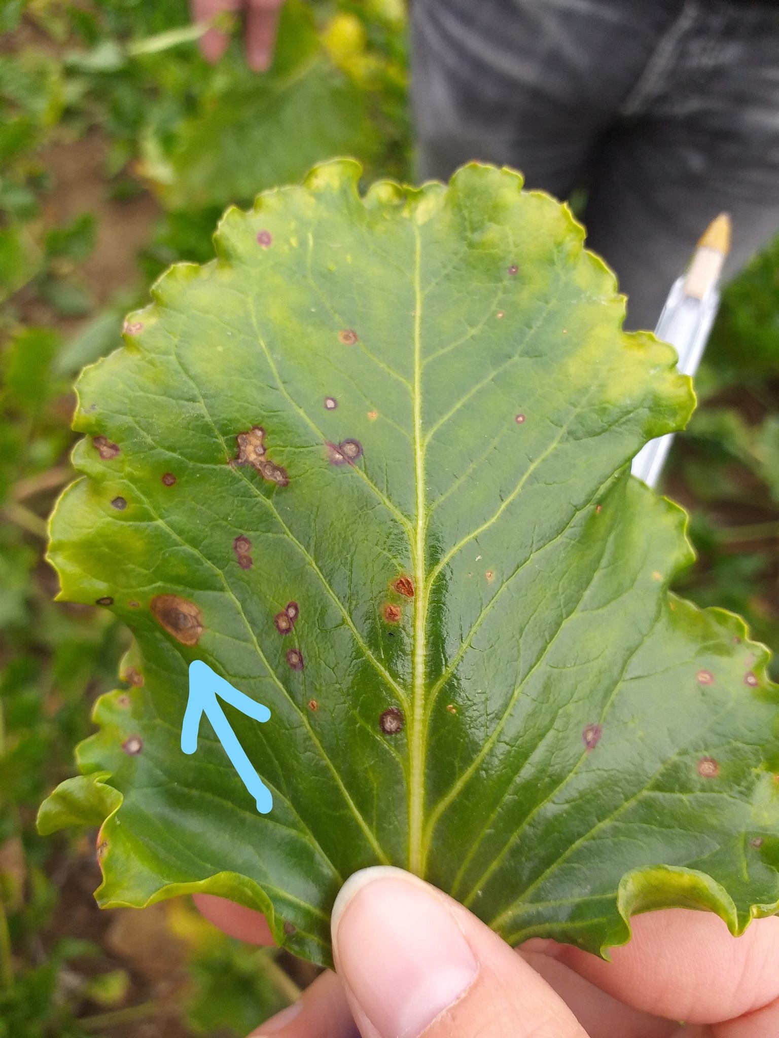 Neocamarosporium betae