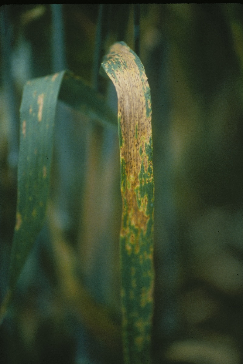 Bipolaris sorokiniana