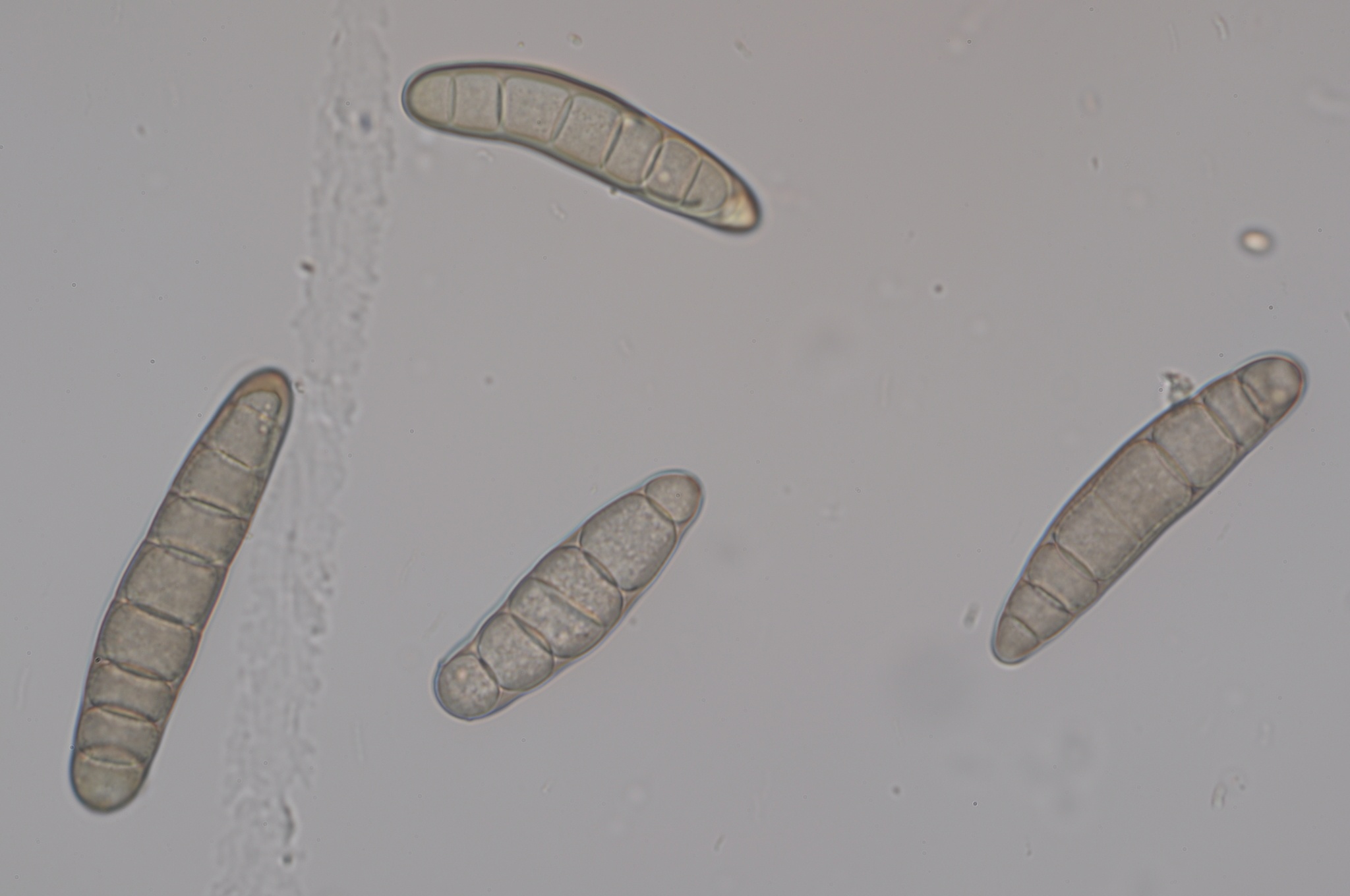 Bipolaris sorokiniana