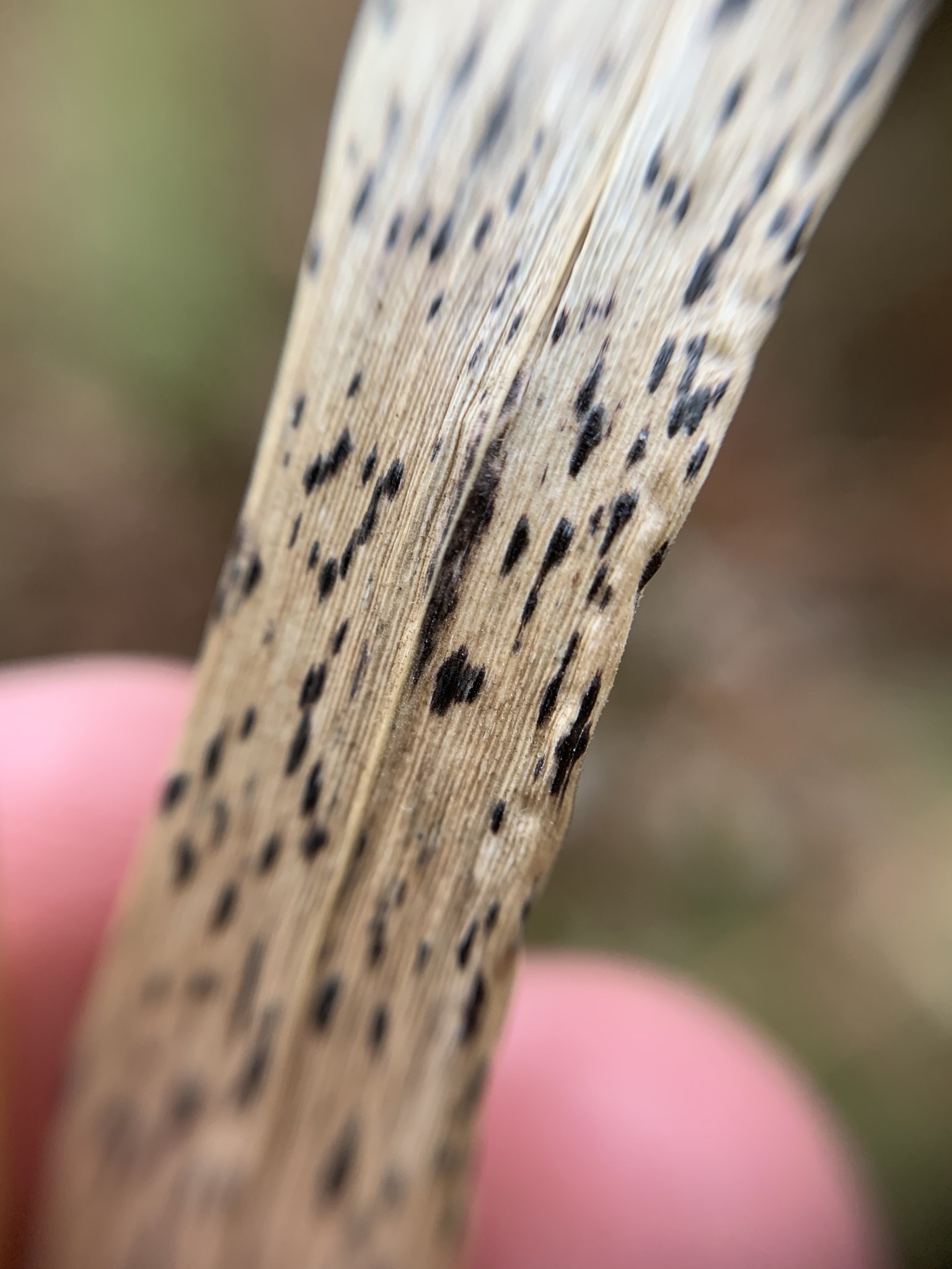 Bipolaris sorokiniana