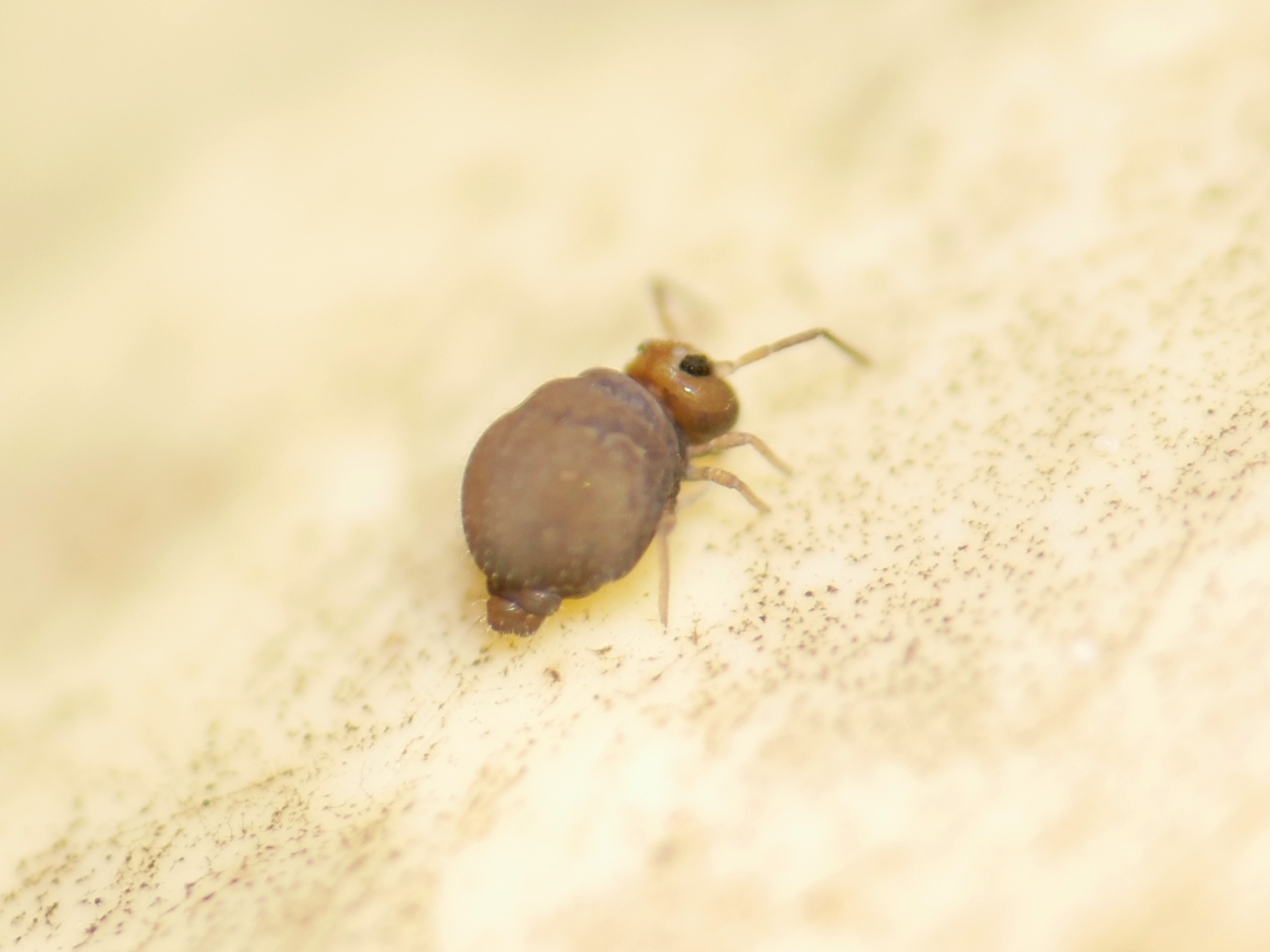 Bourletiella