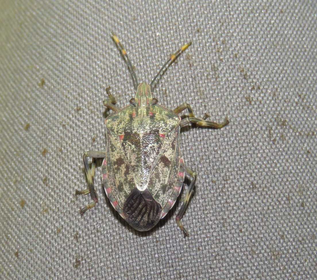 Coenomorpha