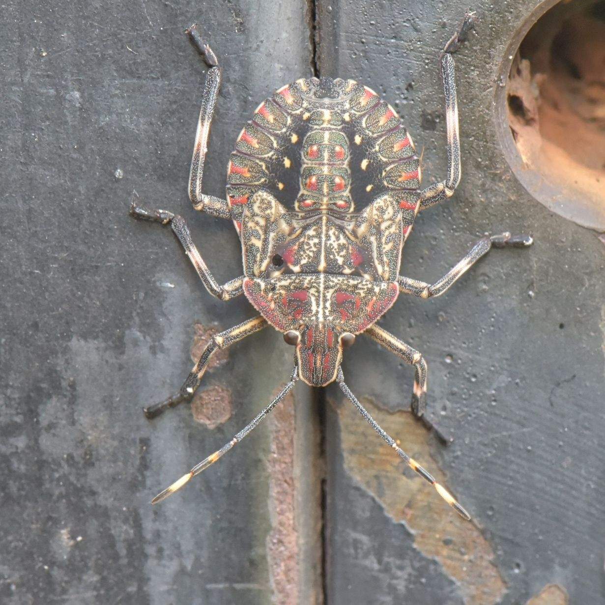 Coenomorpha