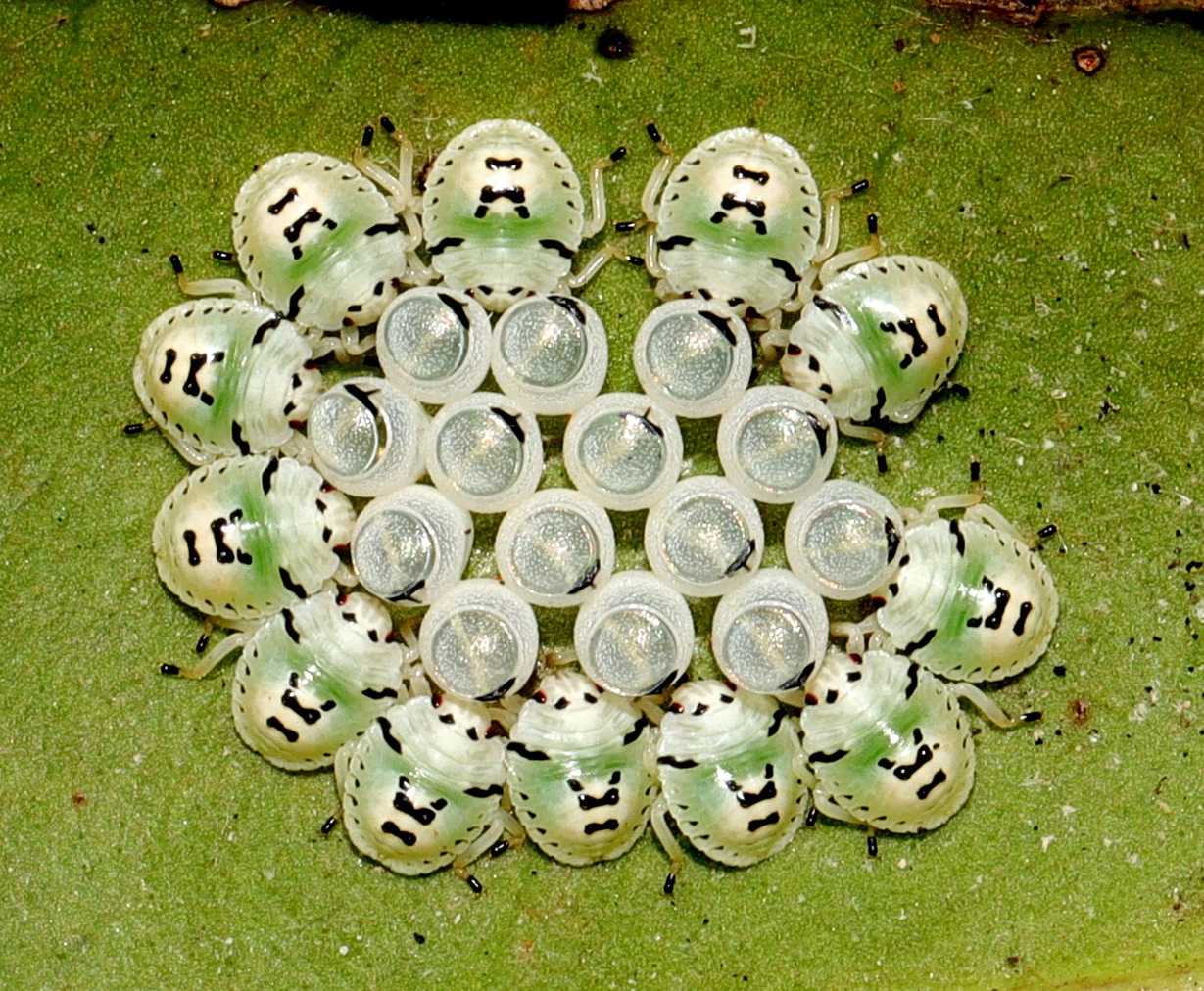 Coenomorpha
