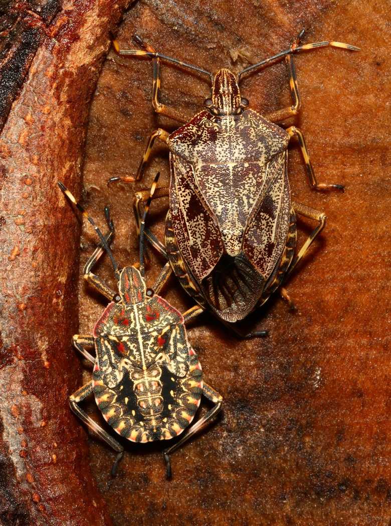 Coenomorpha