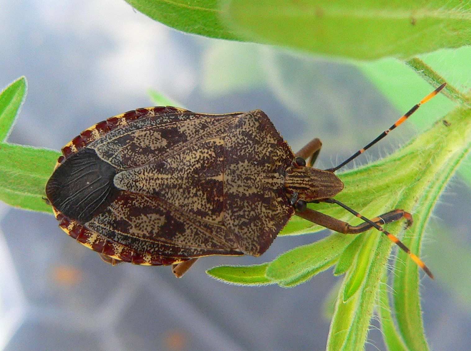 Coenomorpha
