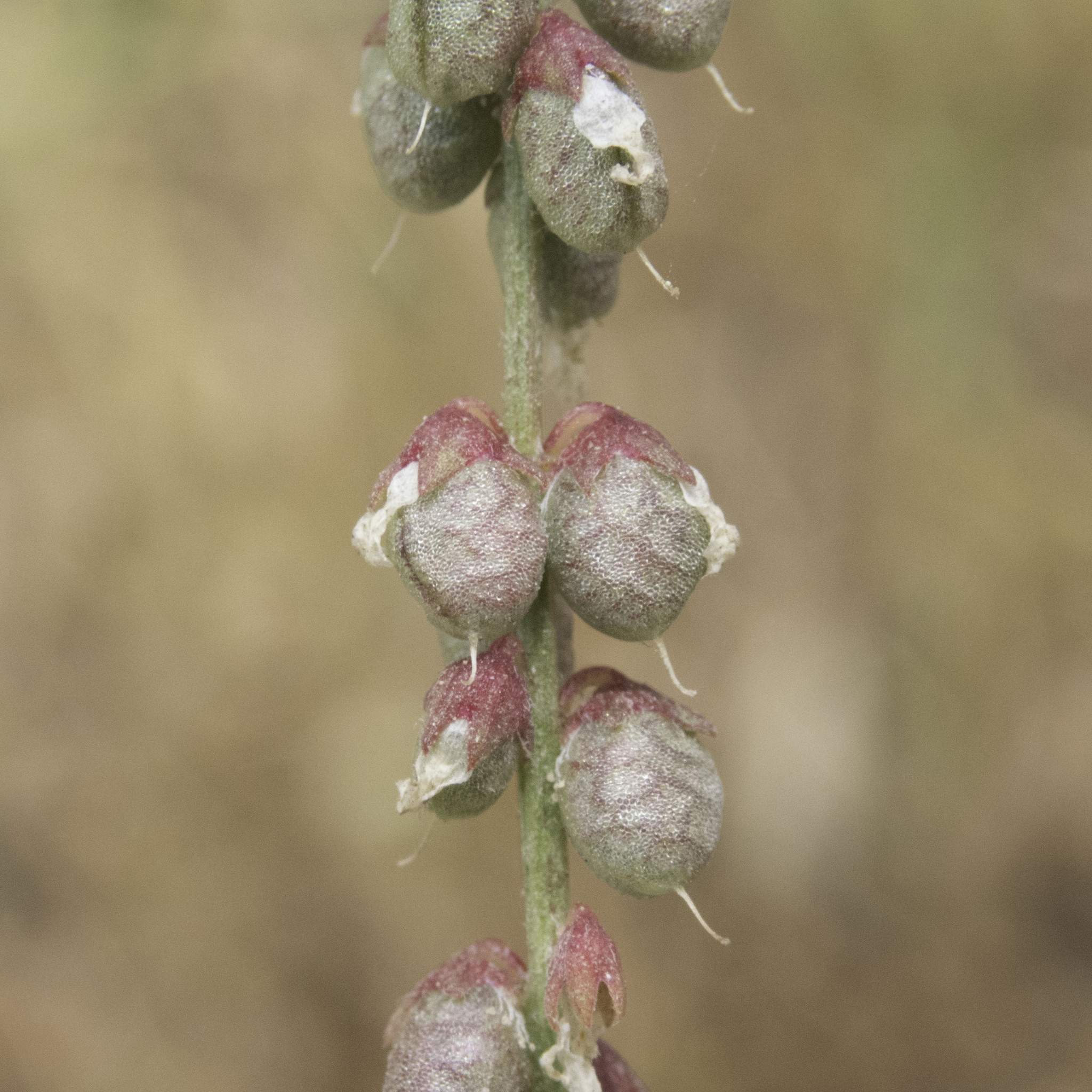 Melilotus indicus