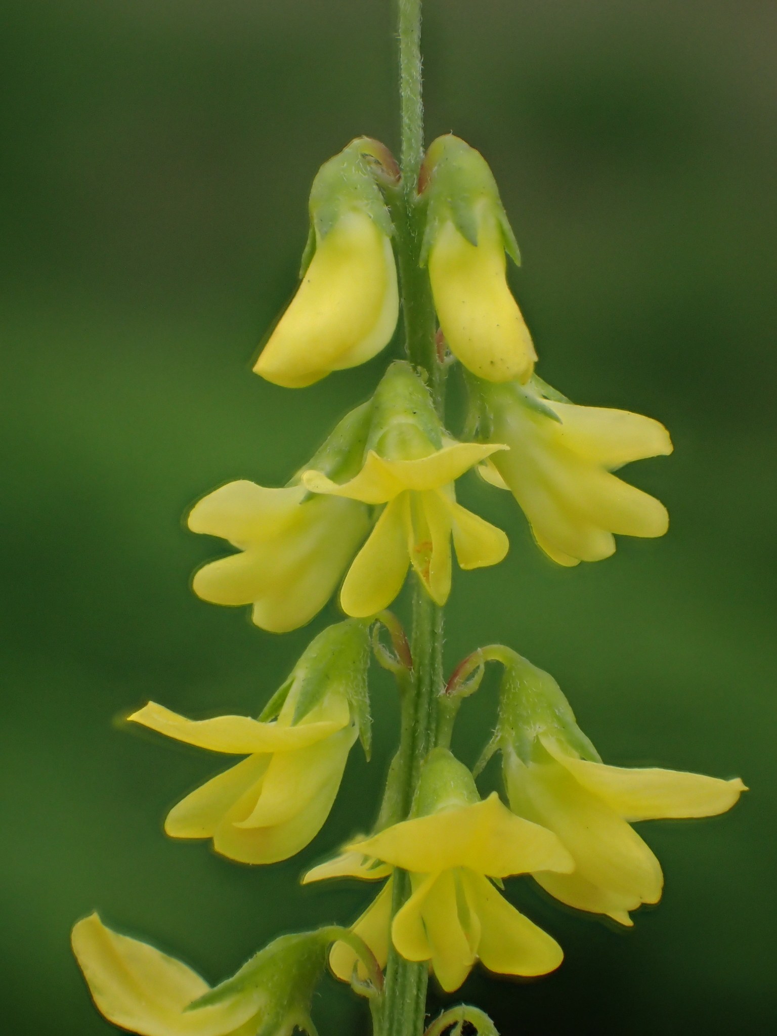 Melilotus indicus
