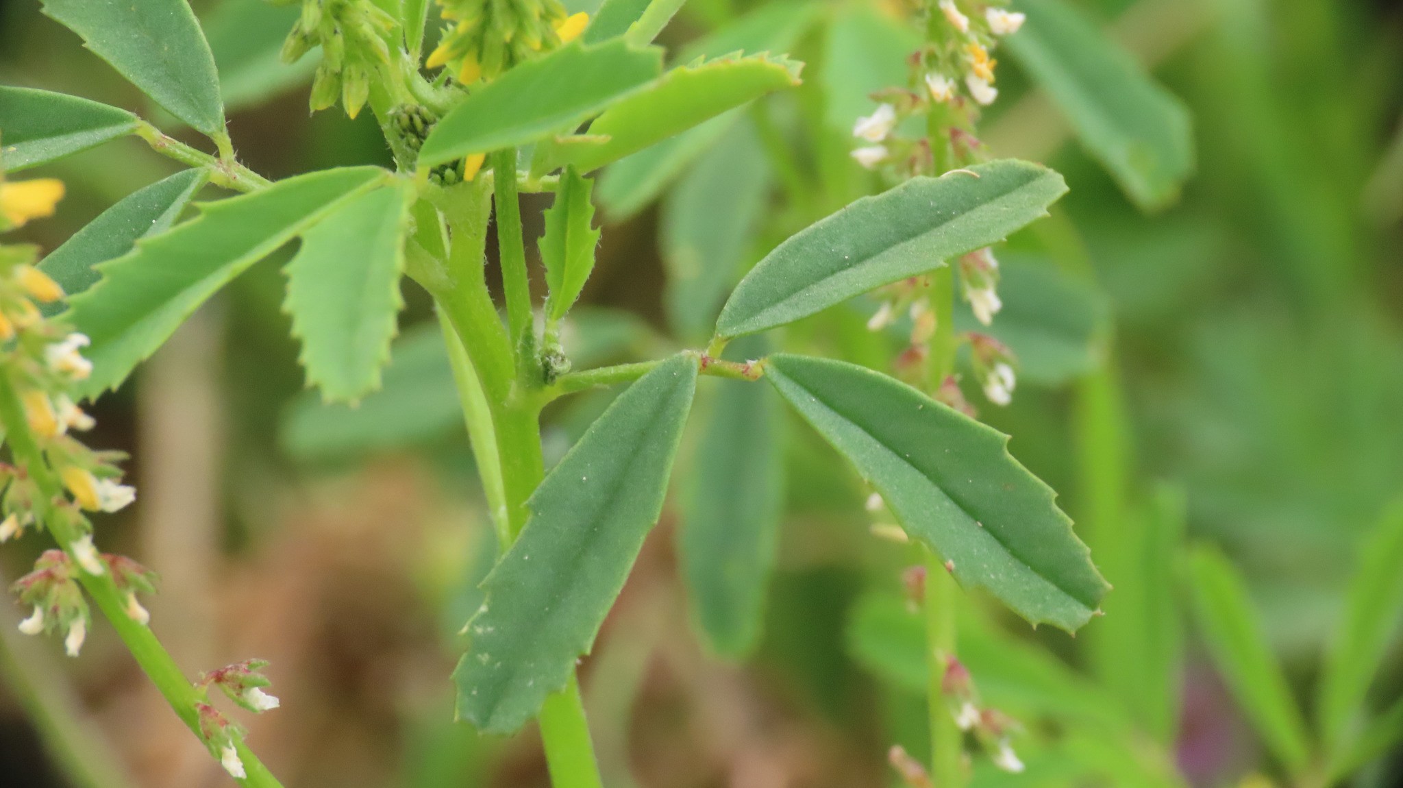 Melilotus indicus