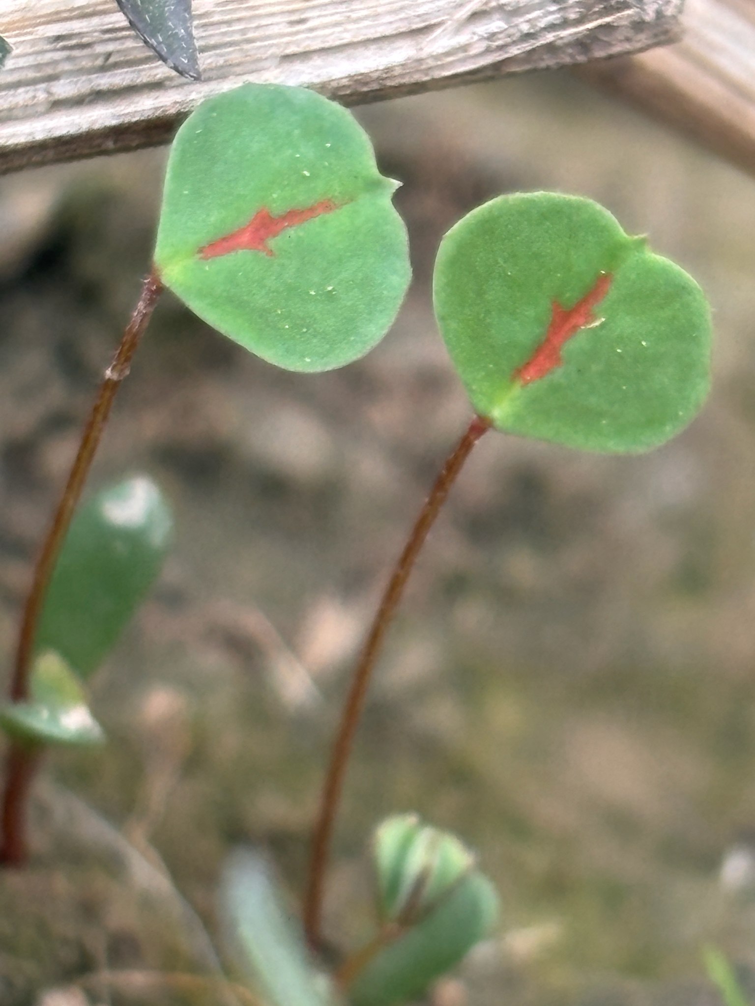 Melilotus indicus
