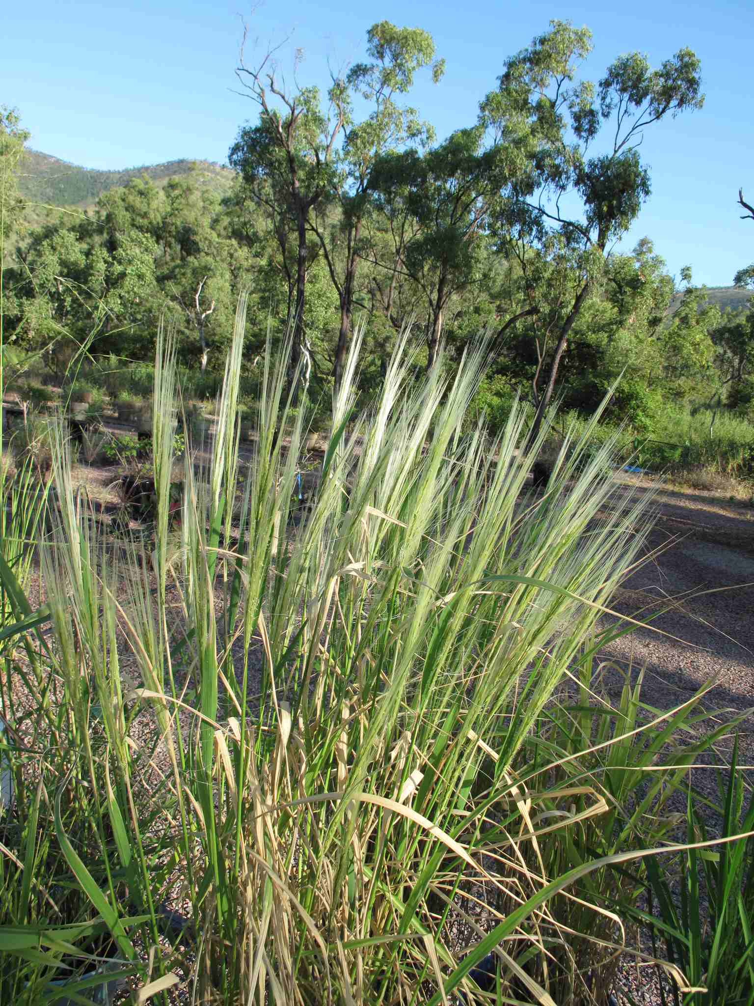 Oryza rufipogon