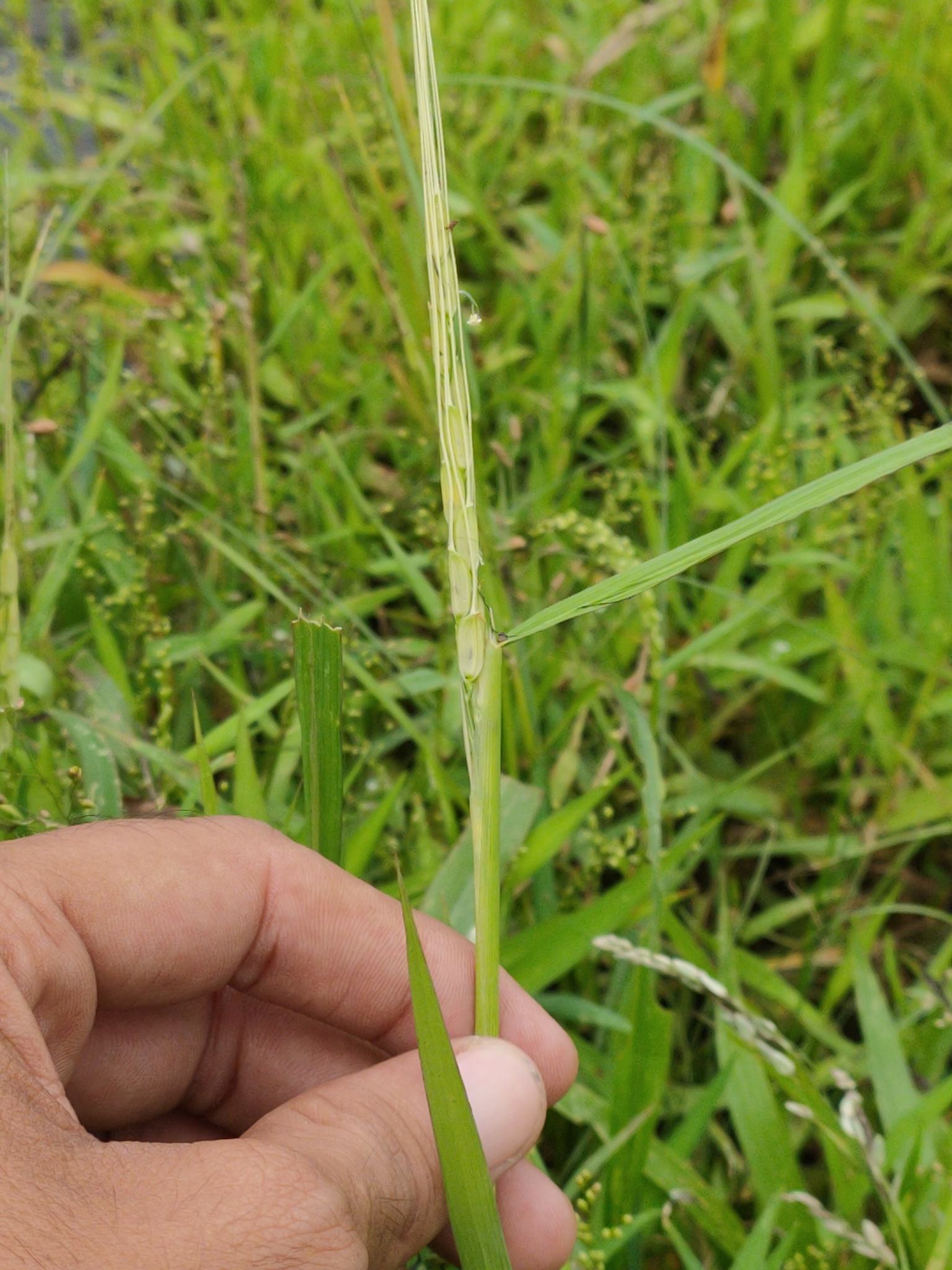 Oryza rufipogon