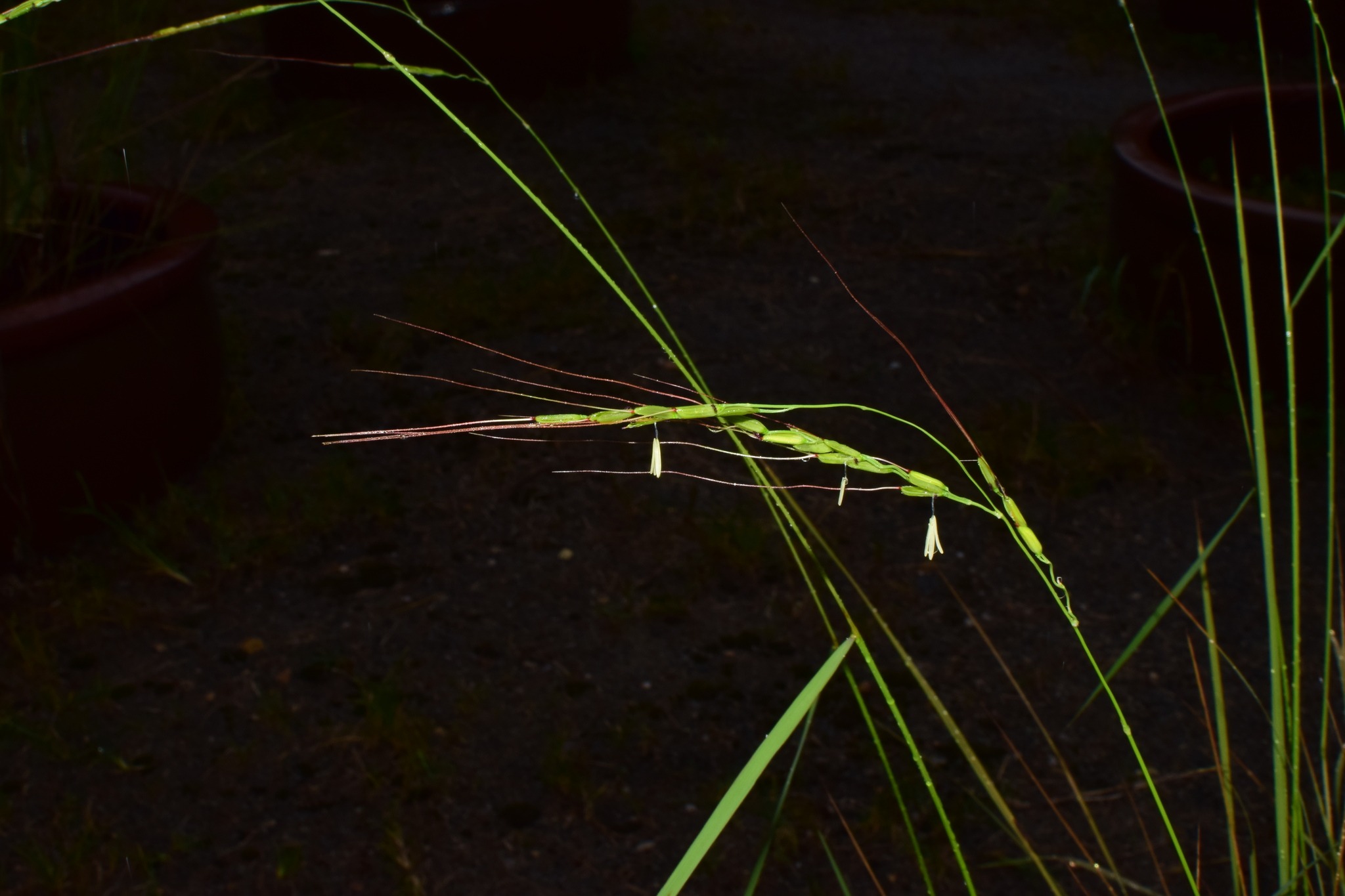 Oryza rufipogon