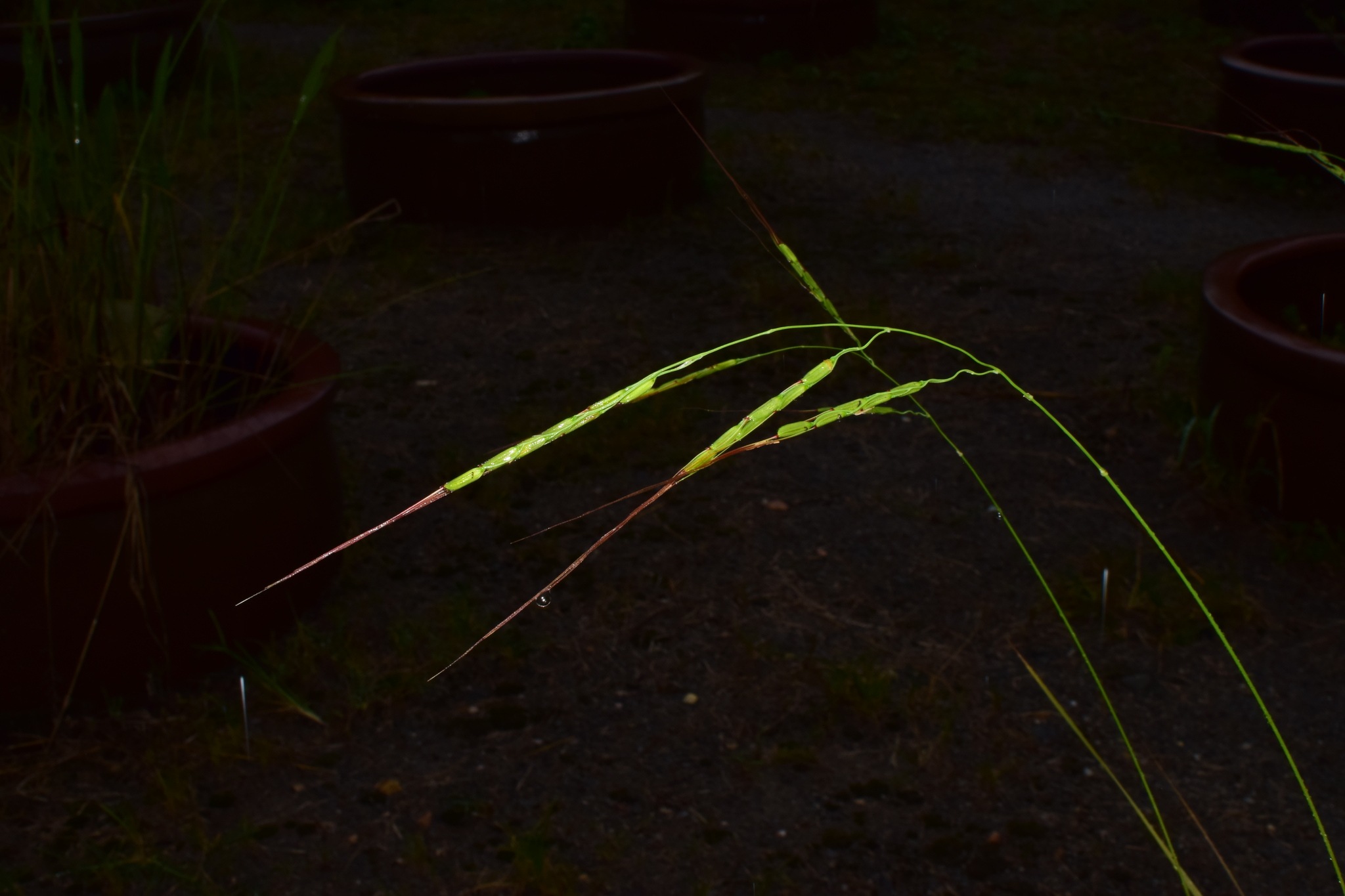 Oryza rufipogon