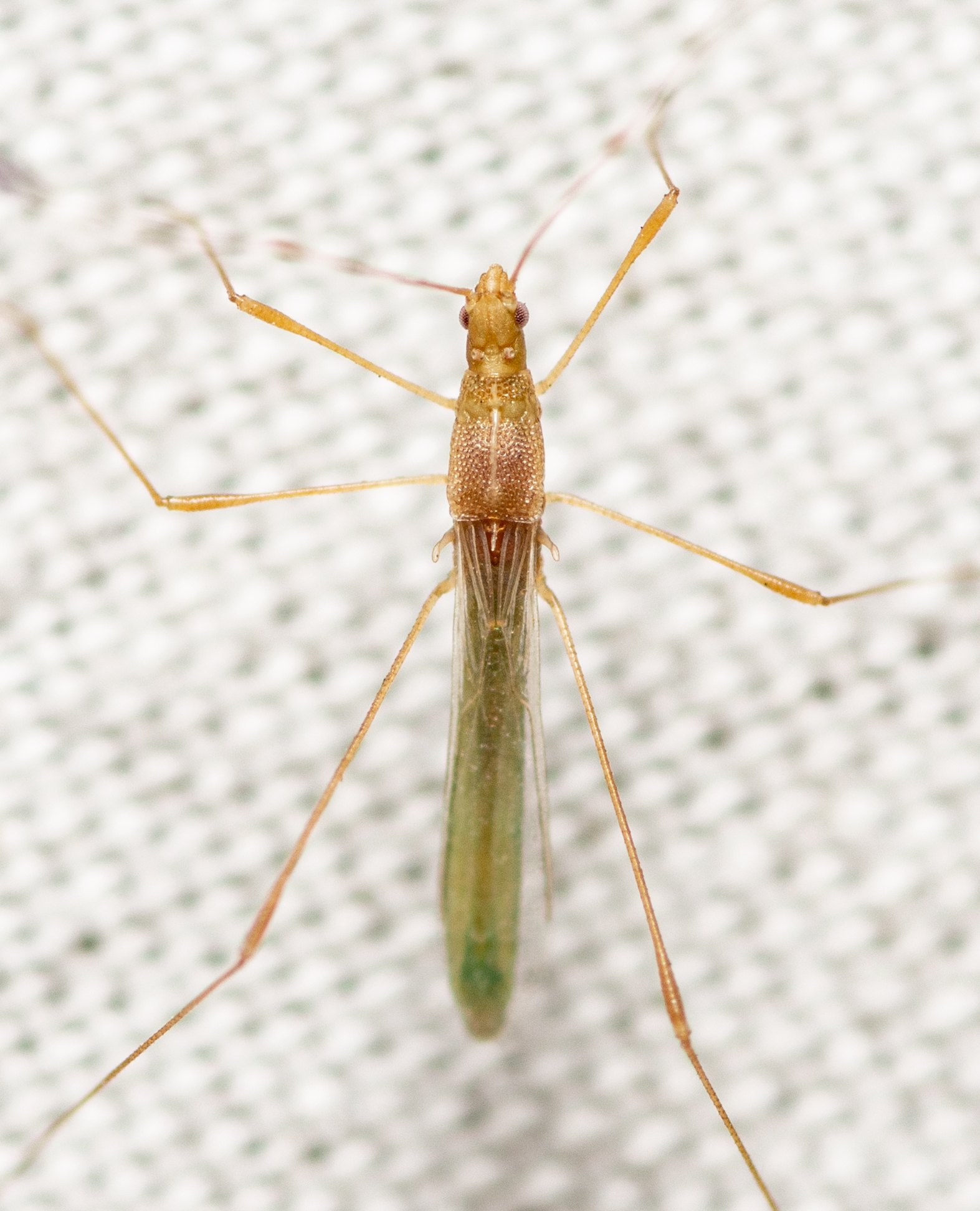 Metacanthus