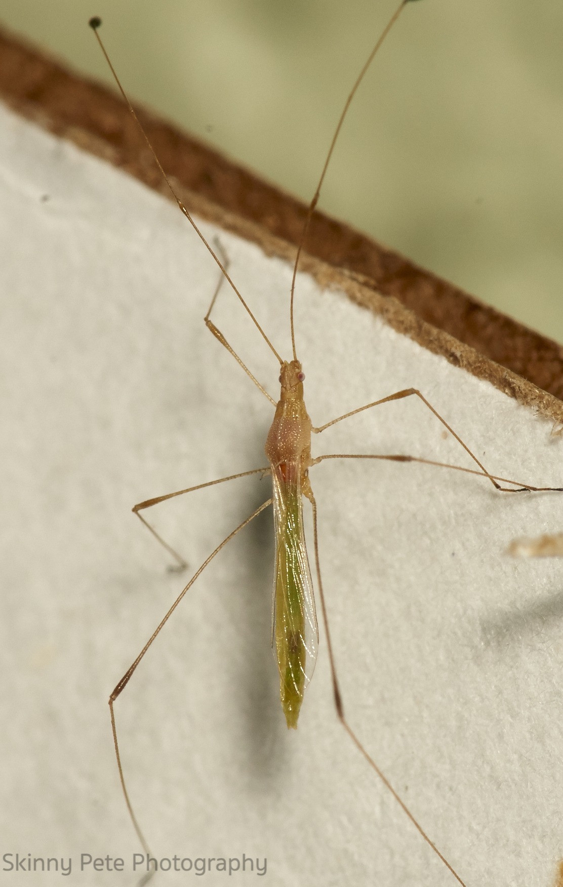 Metacanthus
