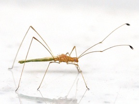 Metacanthus