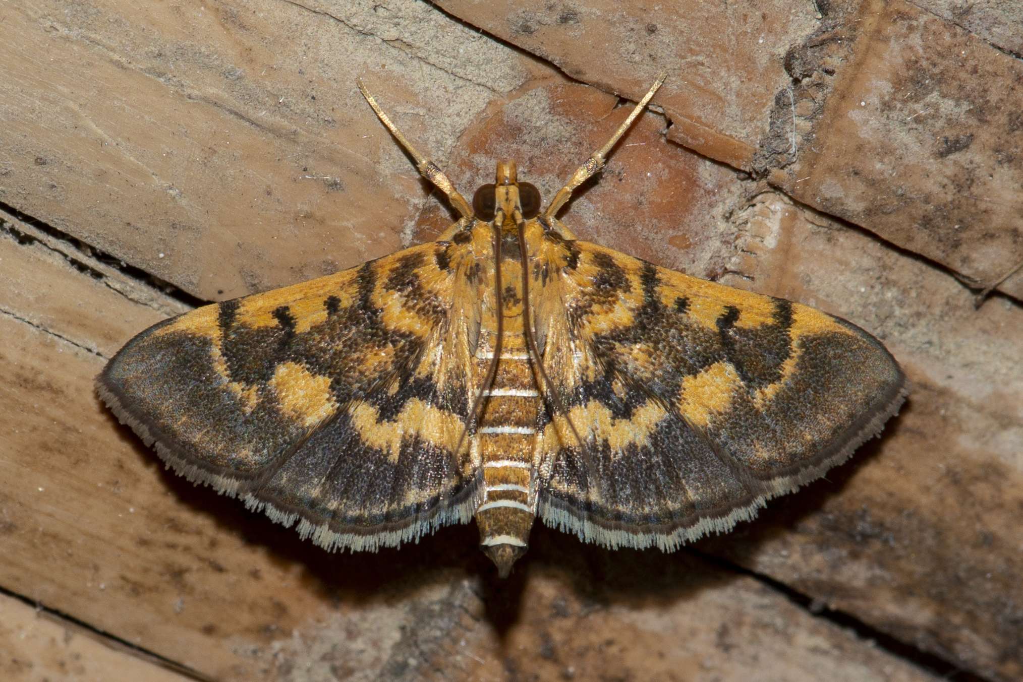 Omiodes diemenalis