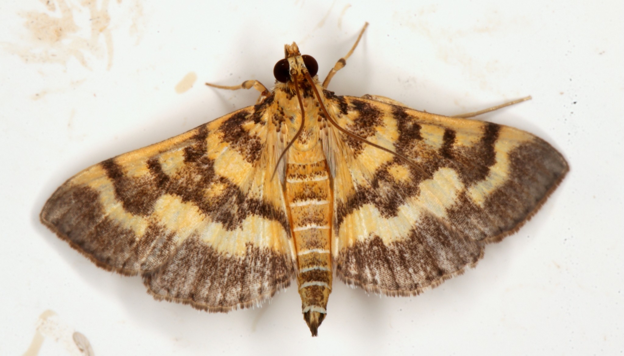 Omiodes diemenalis