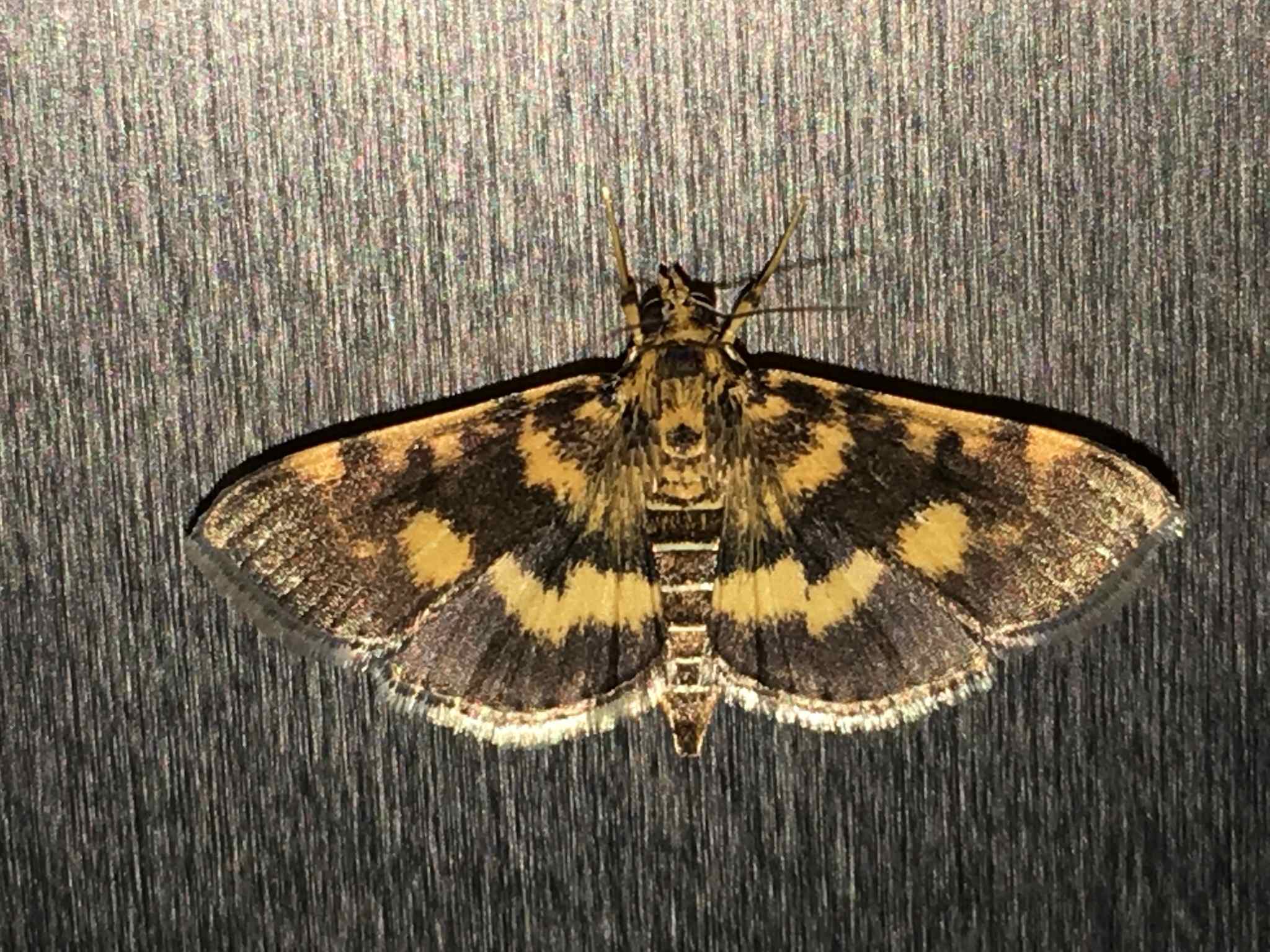 Omiodes diemenalis