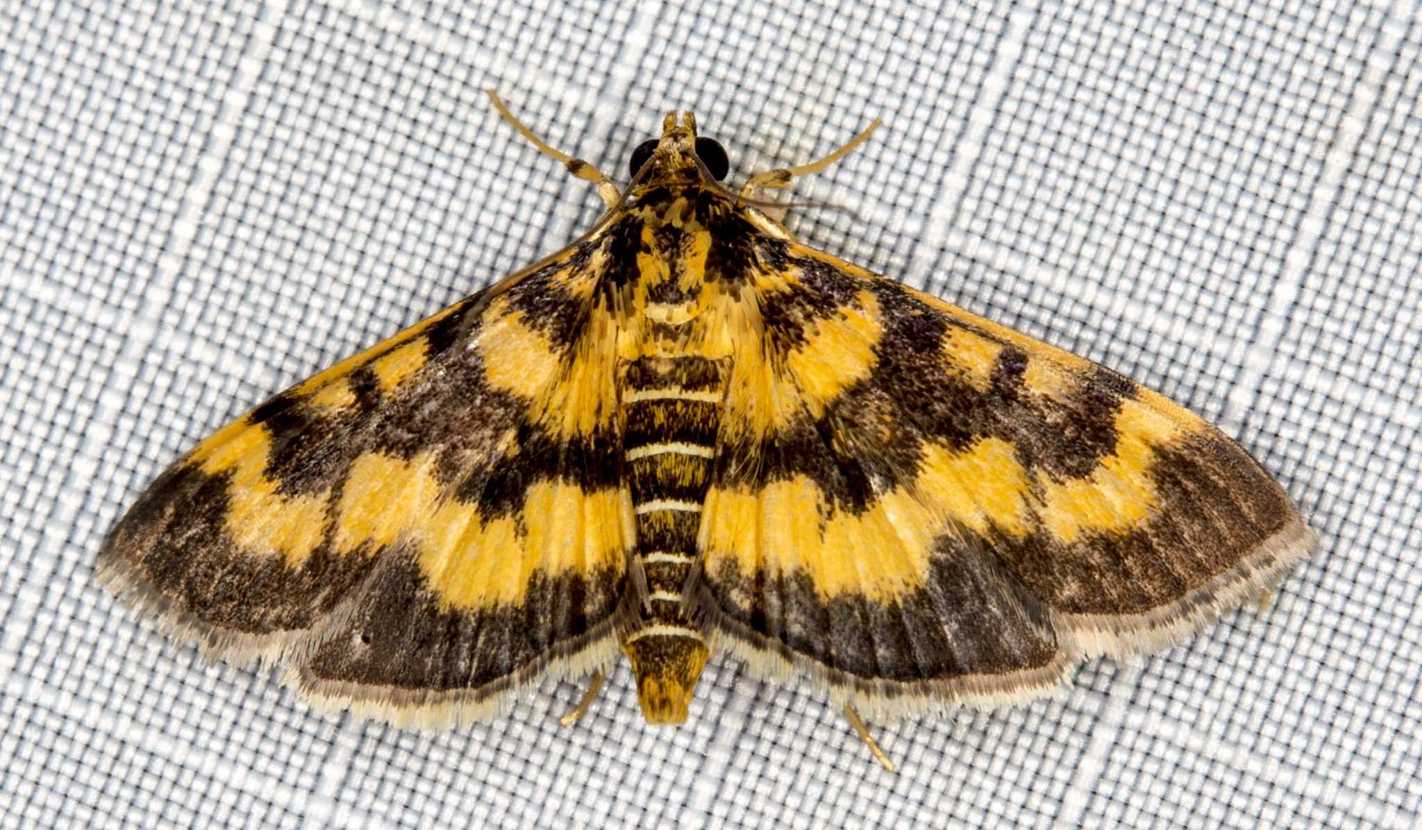 Omiodes diemenalis