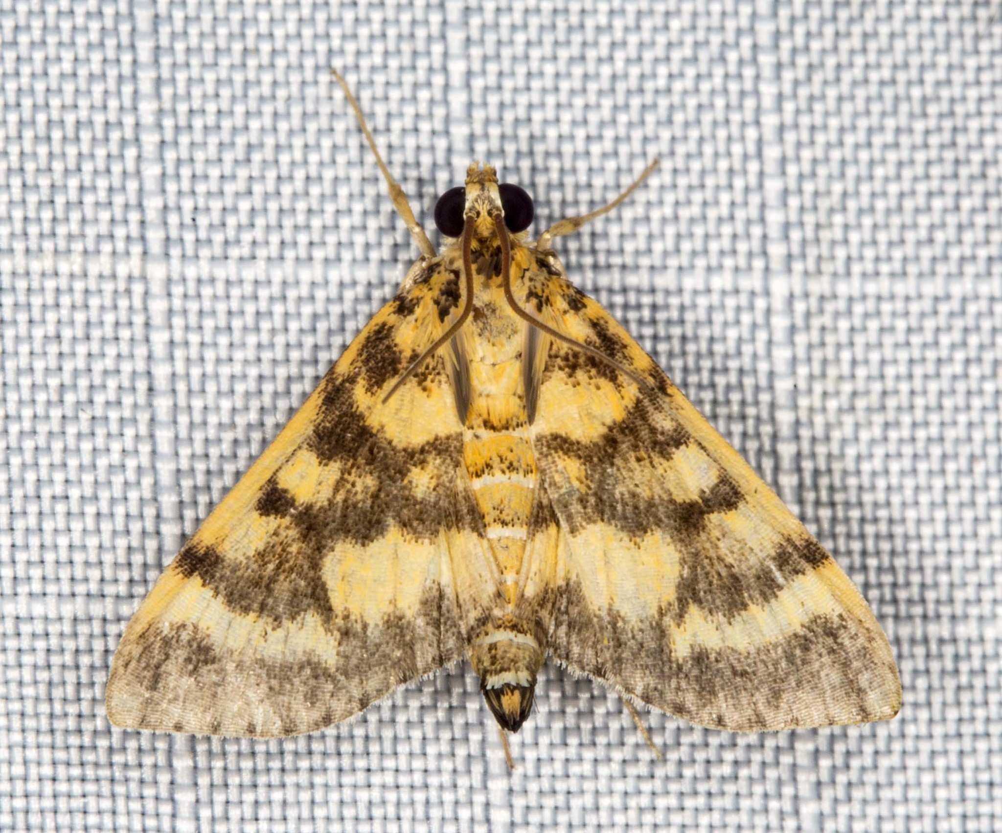 Omiodes diemenalis