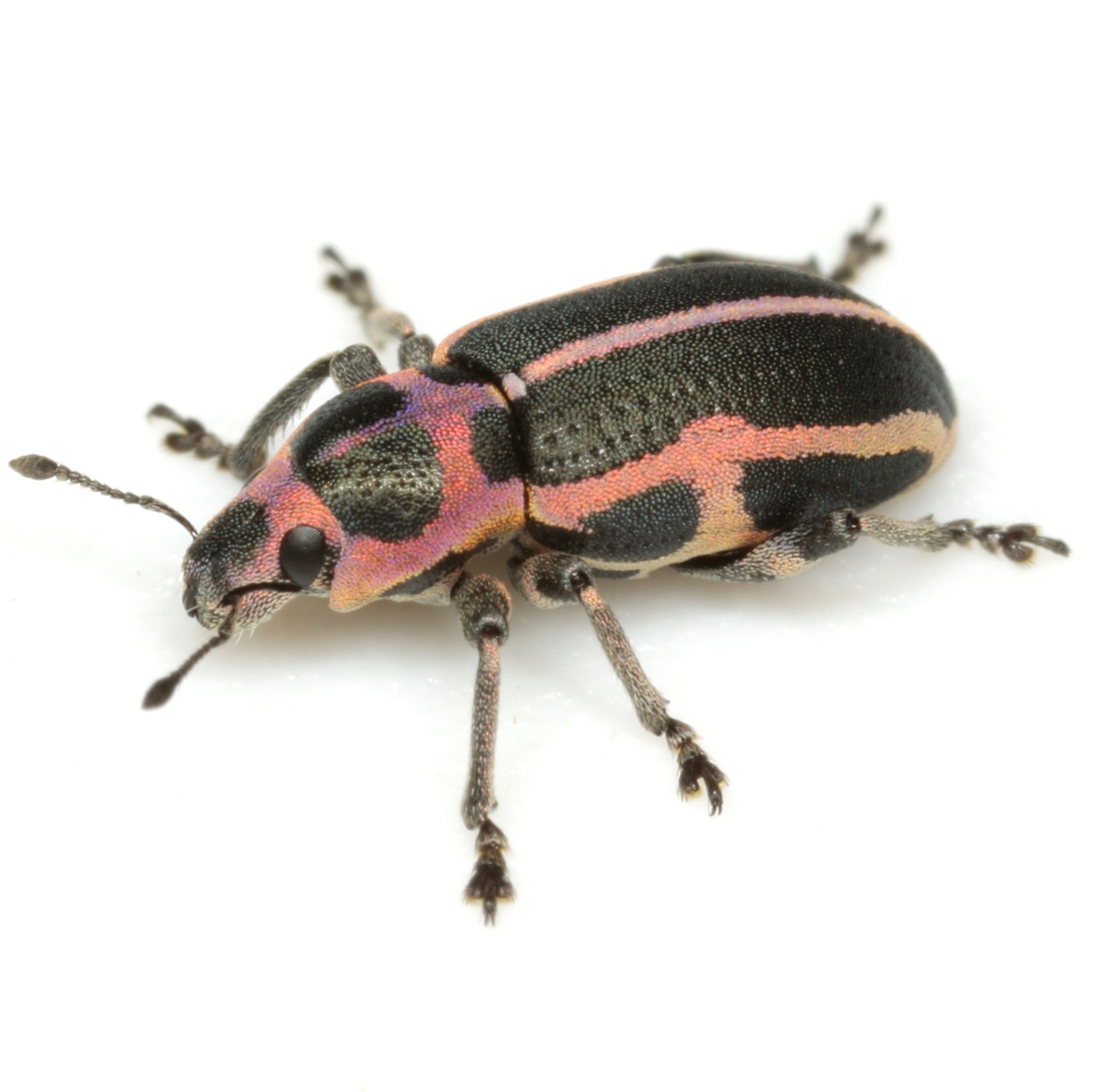 Eudiagogus