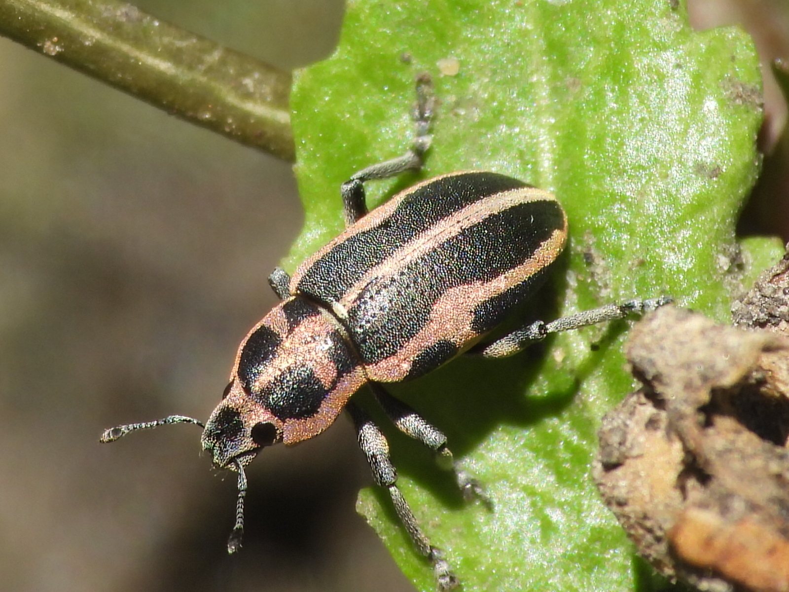 Eudiagogus