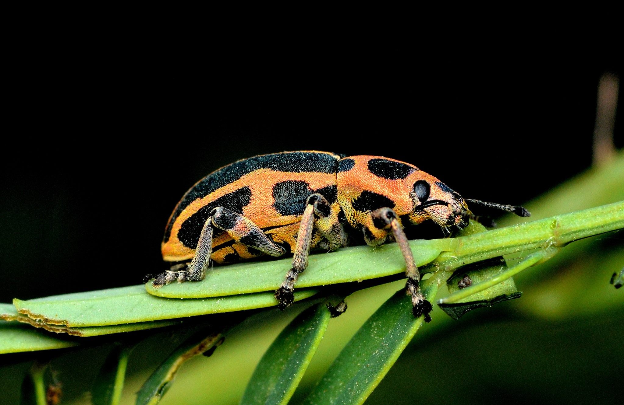 Eudiagogus
