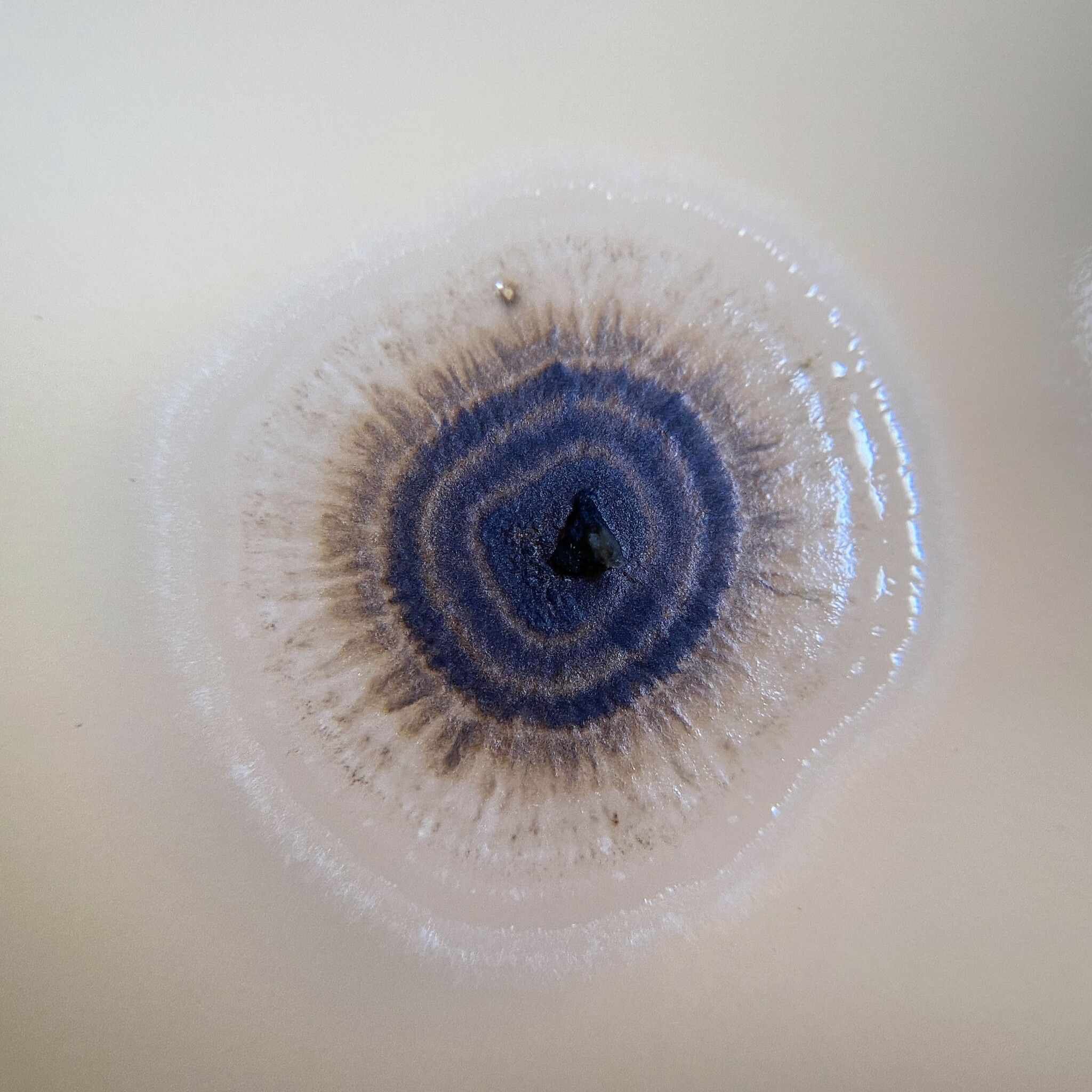 Aureobasidium leucospermi
