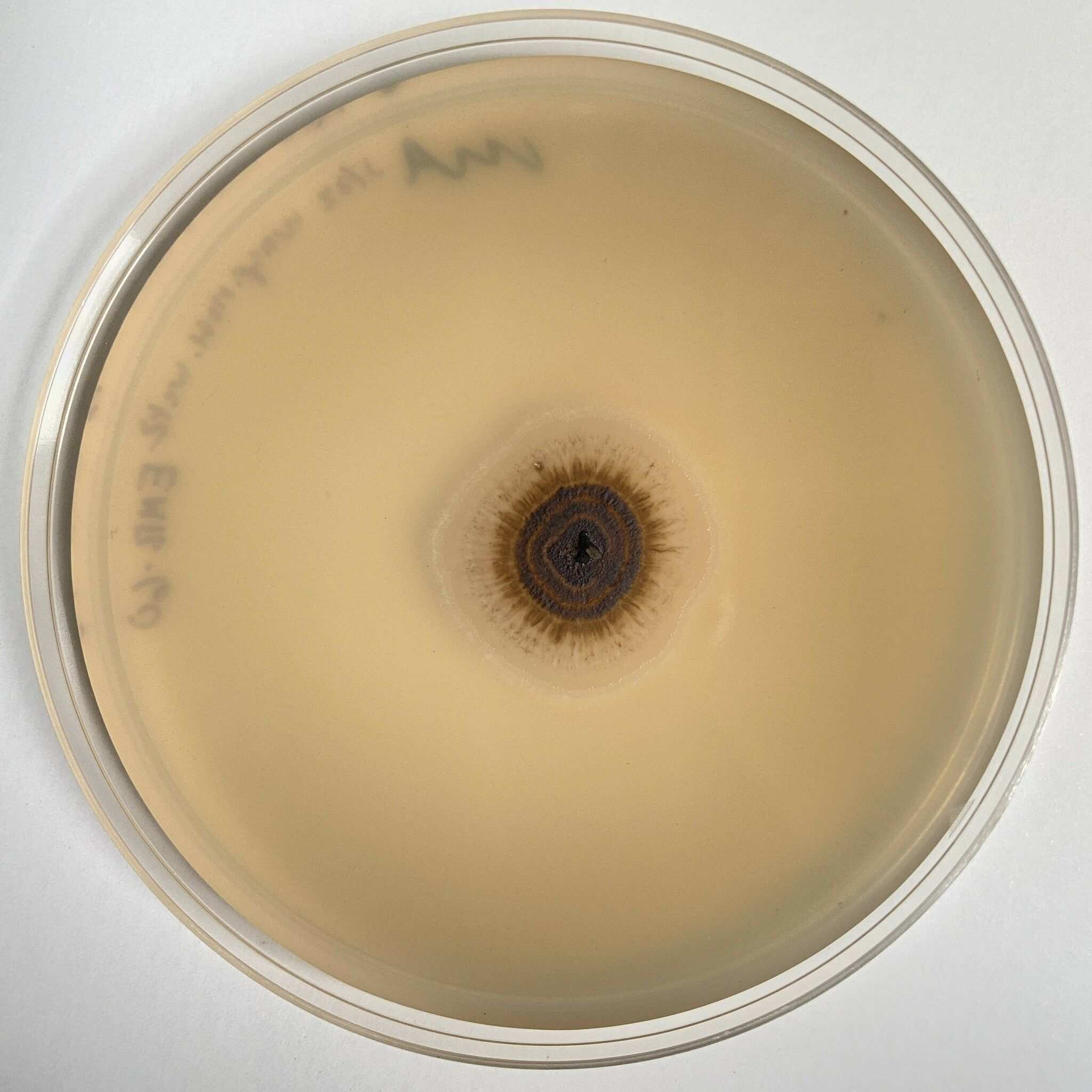 Aureobasidium leucospermi