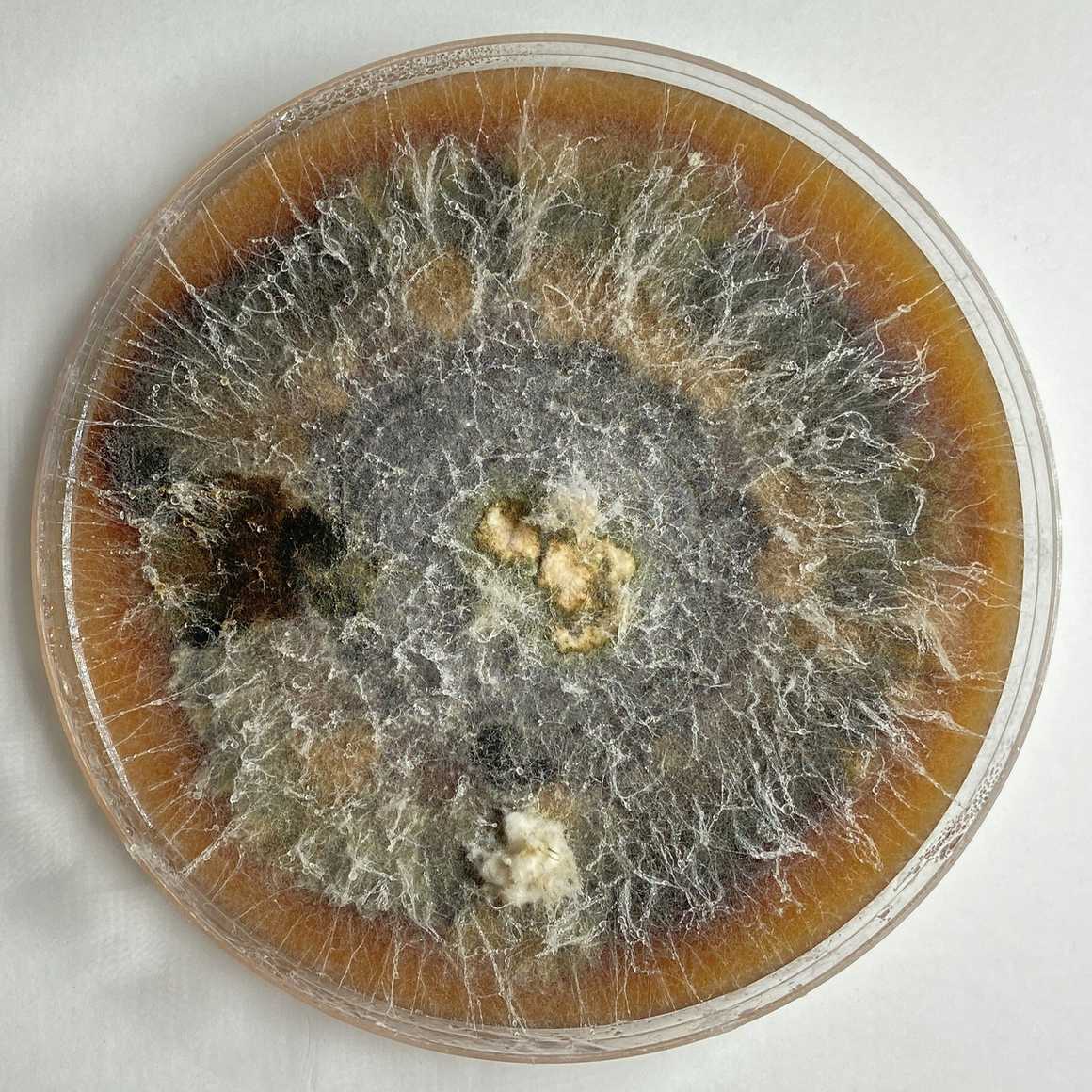 Aureobasidium leucospermi