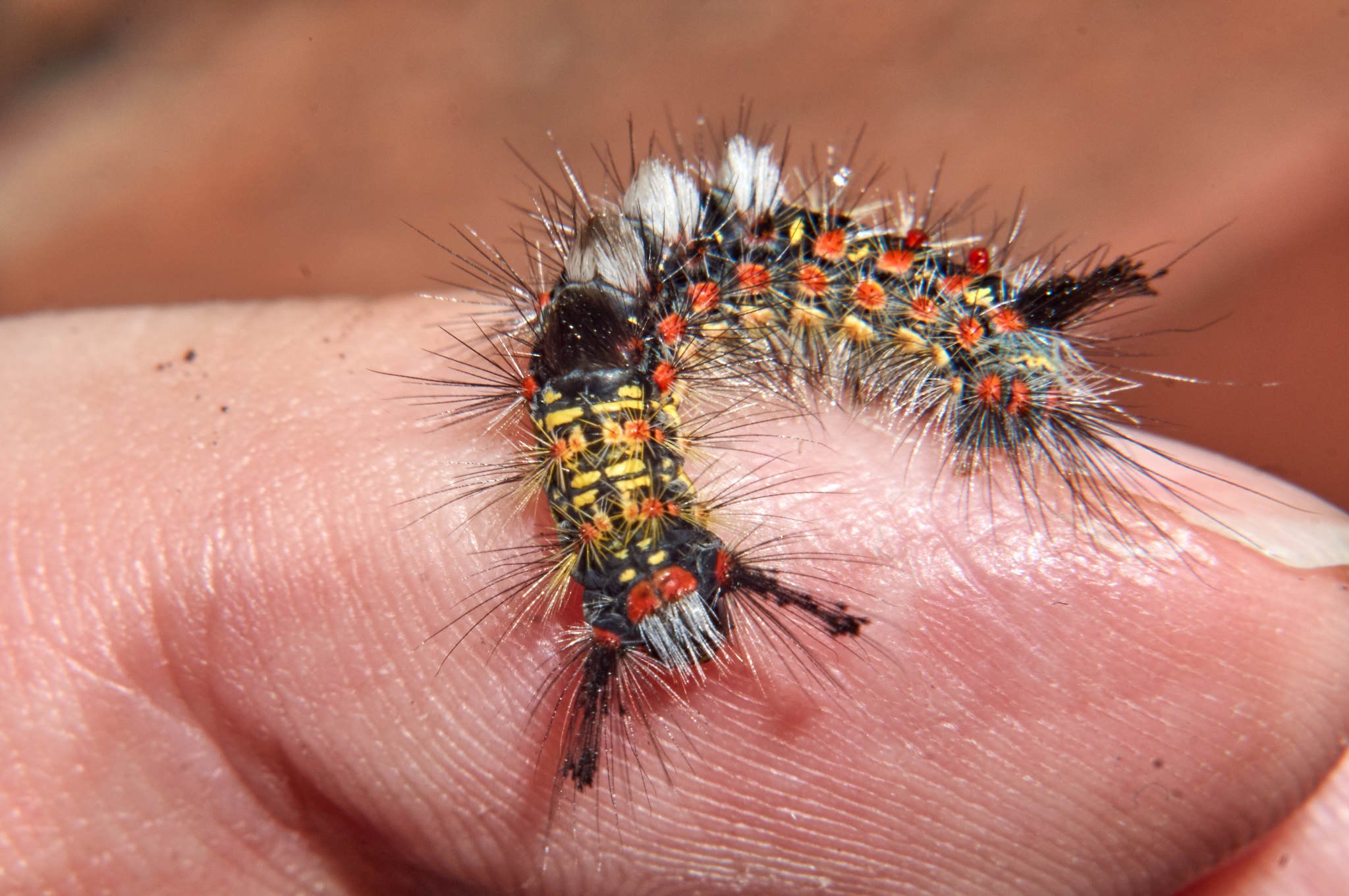 Orgyia vetusta