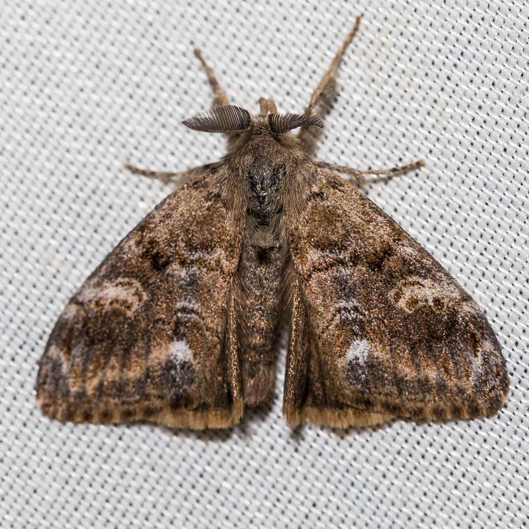 Orgyia vetusta