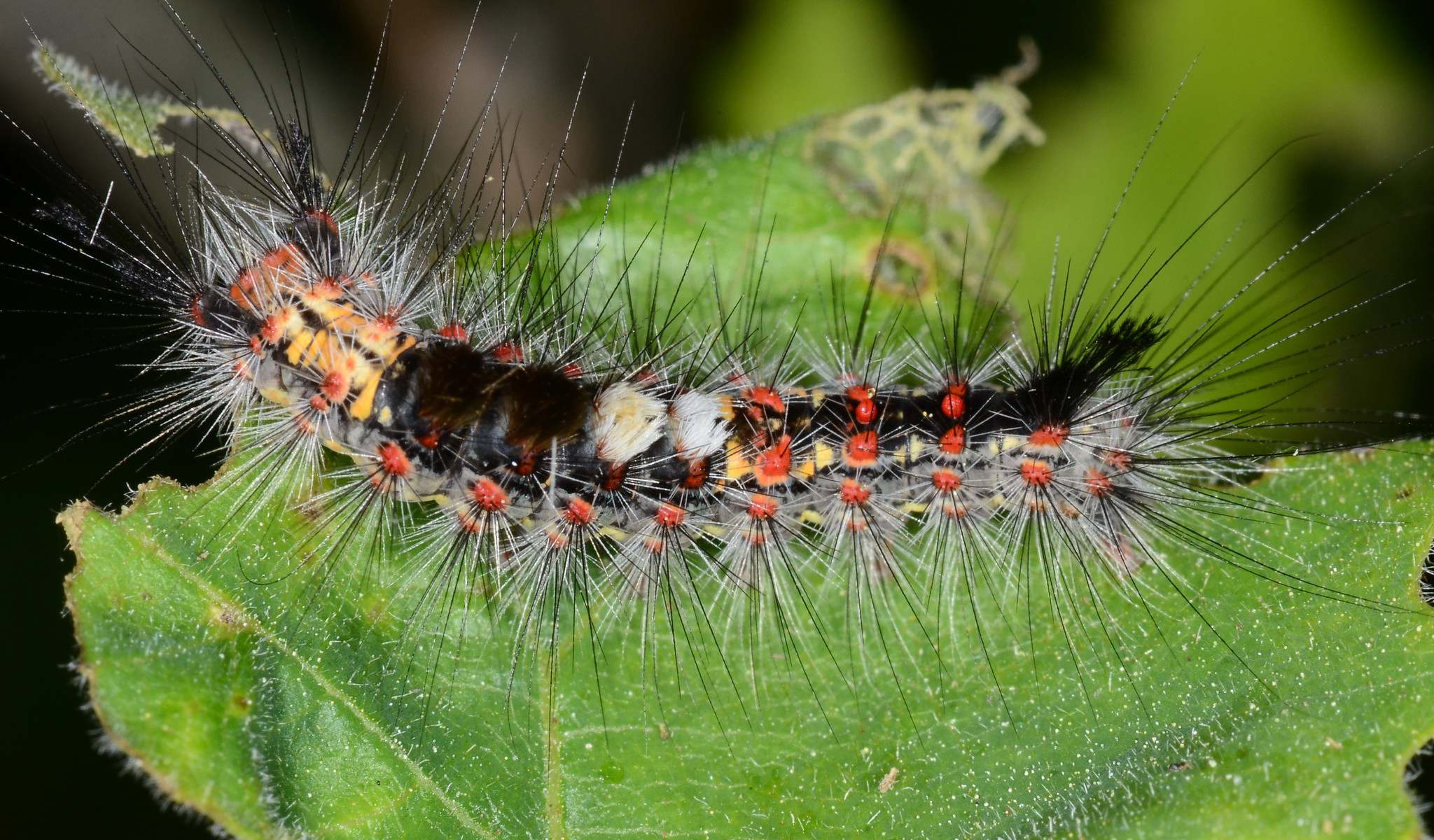 Orgyia vetusta