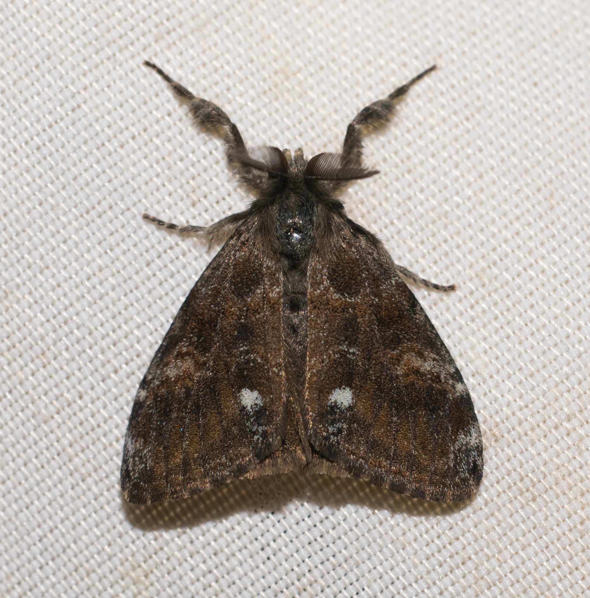 Orgyia vetusta