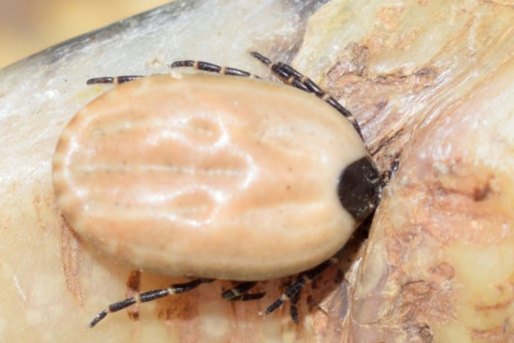 Hyalomma aegyptium
