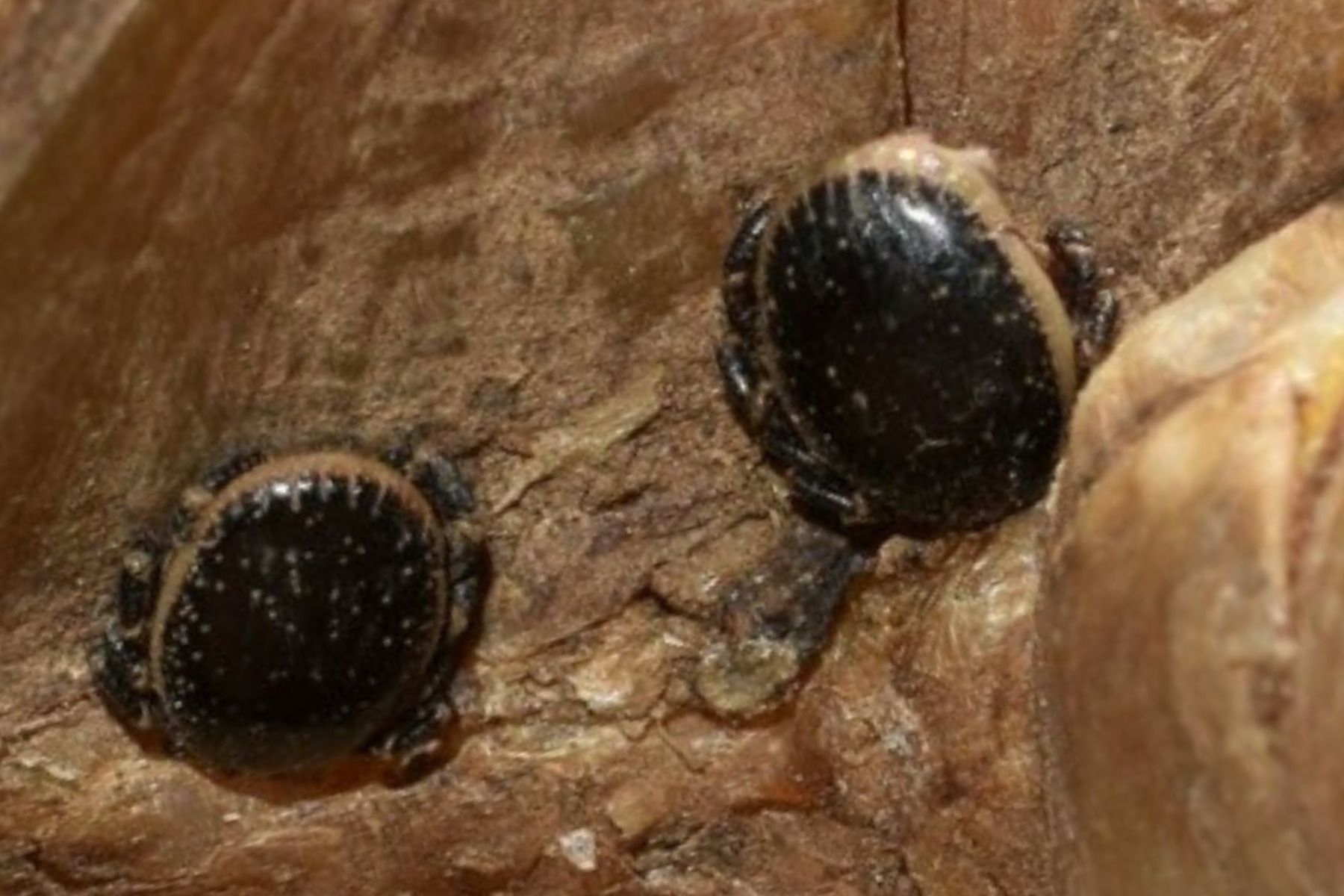 Hyalomma aegyptium