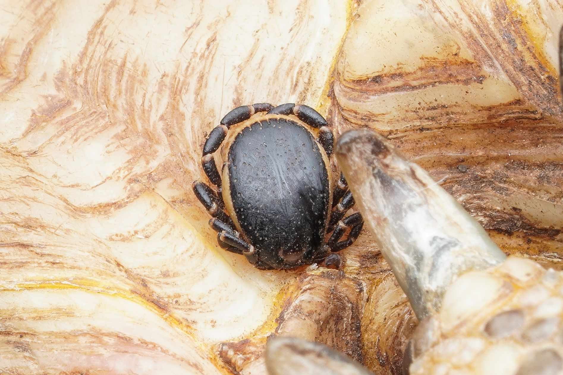 Hyalomma aegyptium