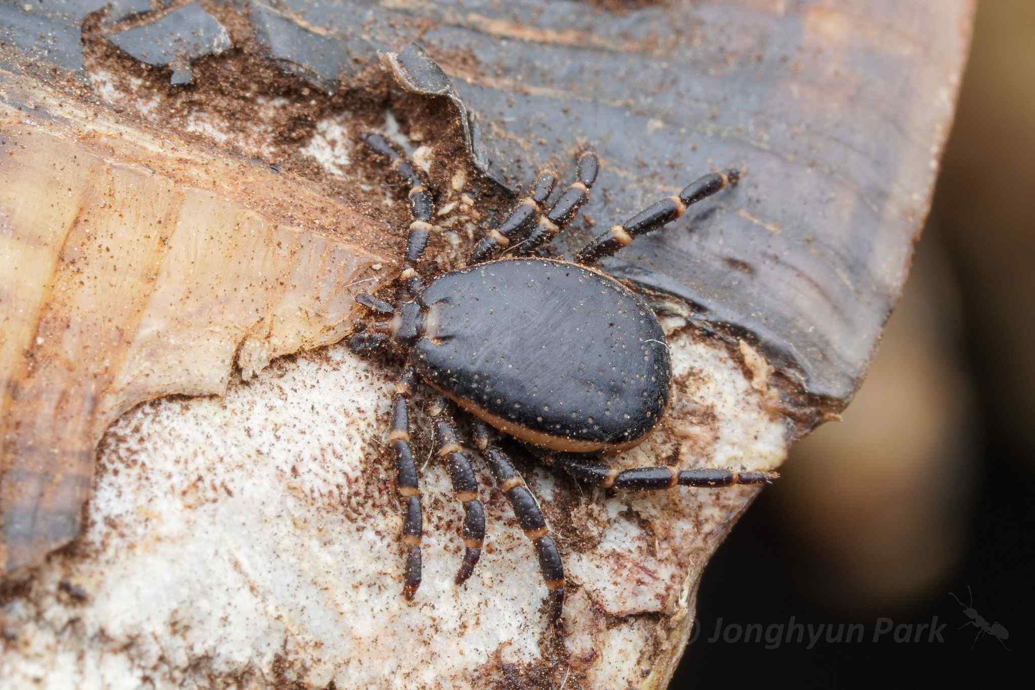 Hyalomma aegyptium