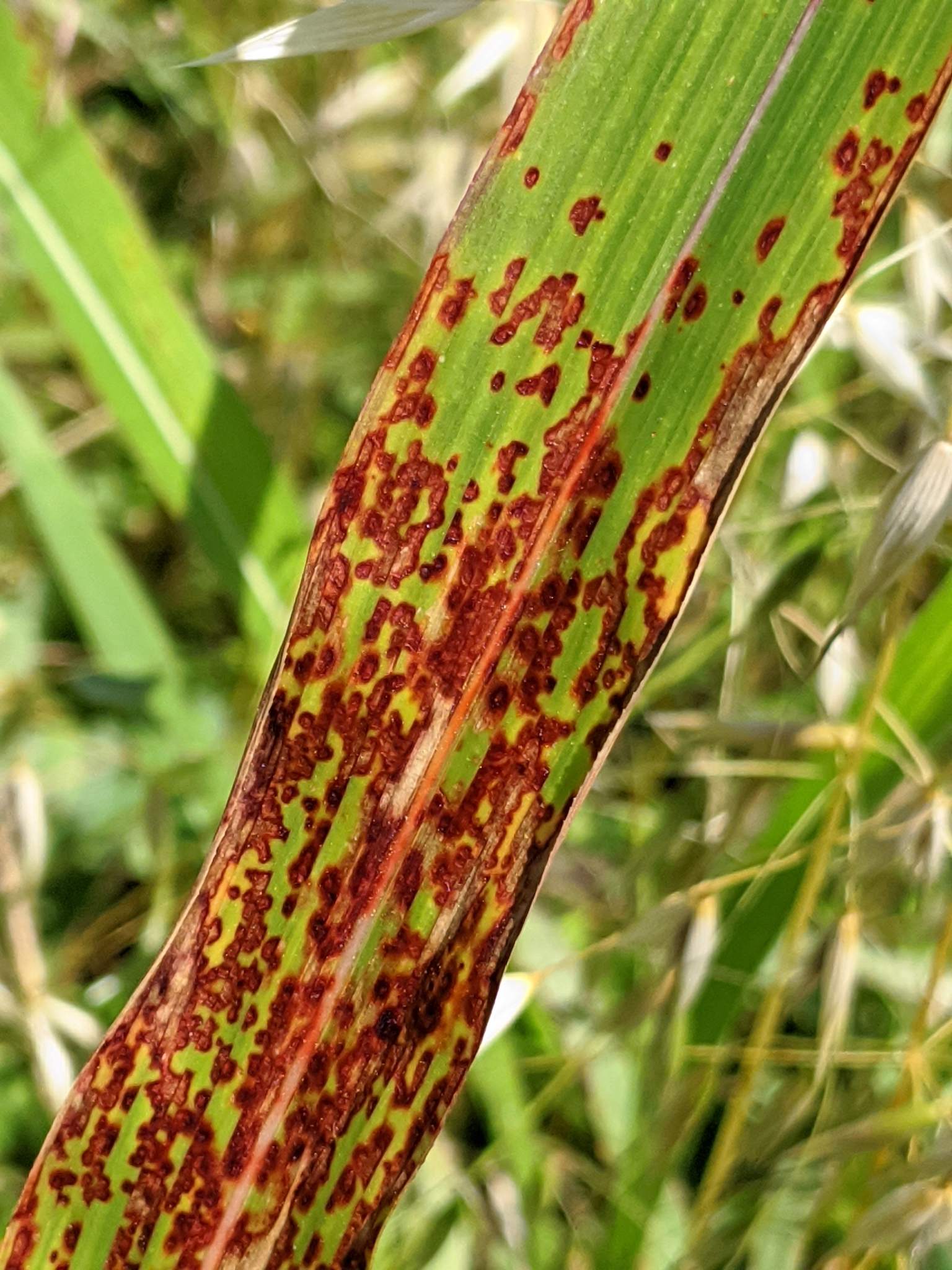 Puccinia purpurea