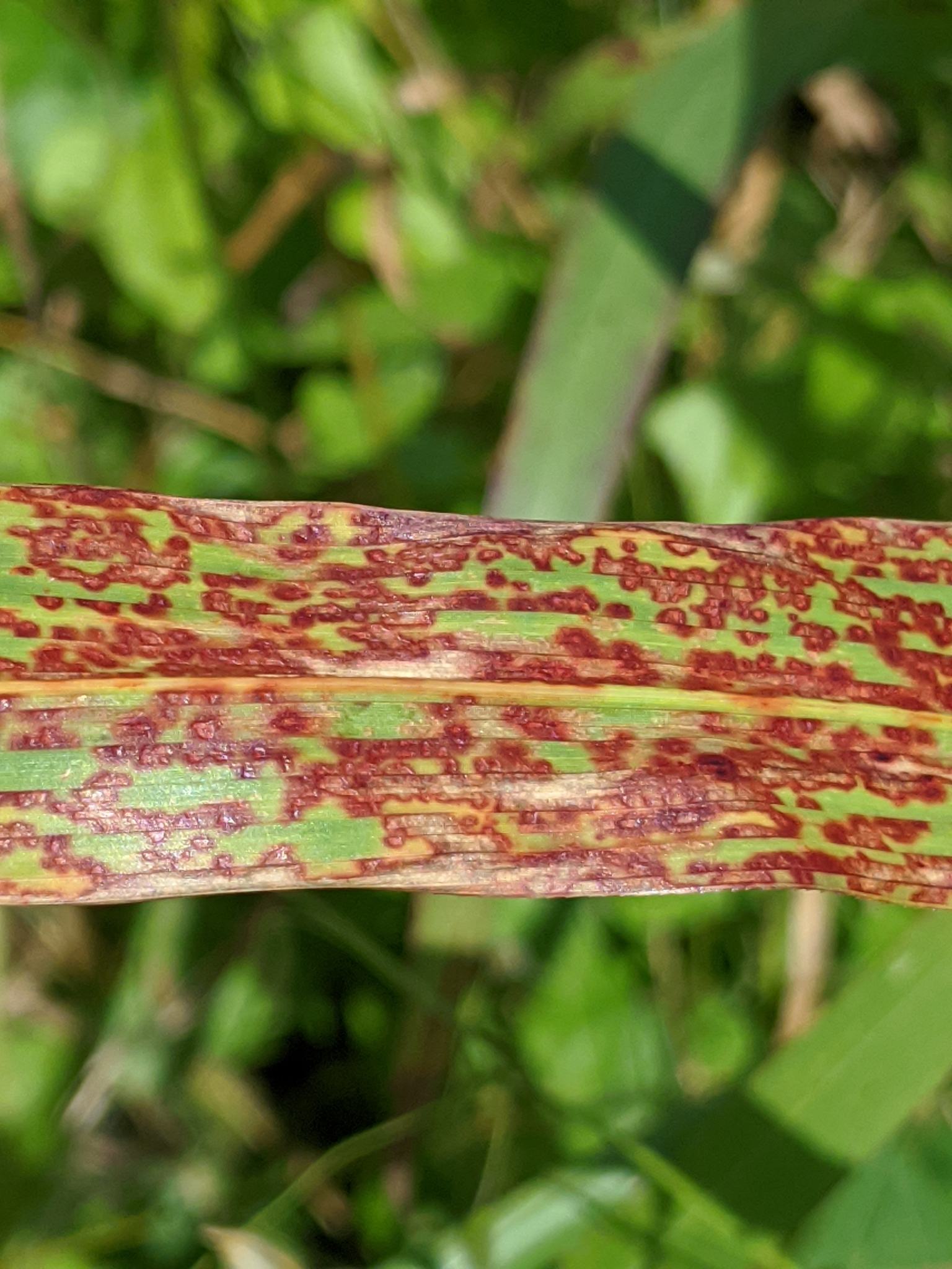 Puccinia purpurea