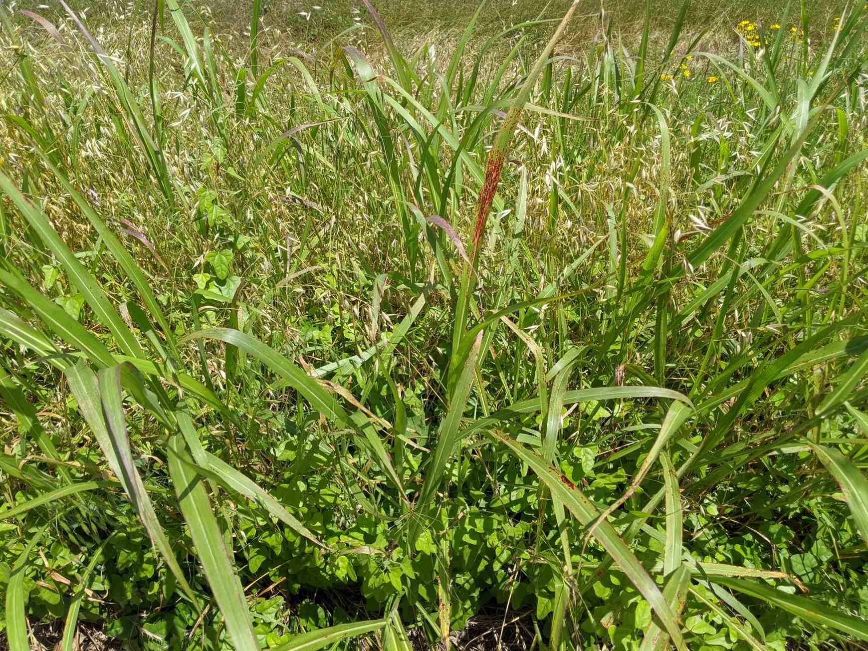 Puccinia purpurea