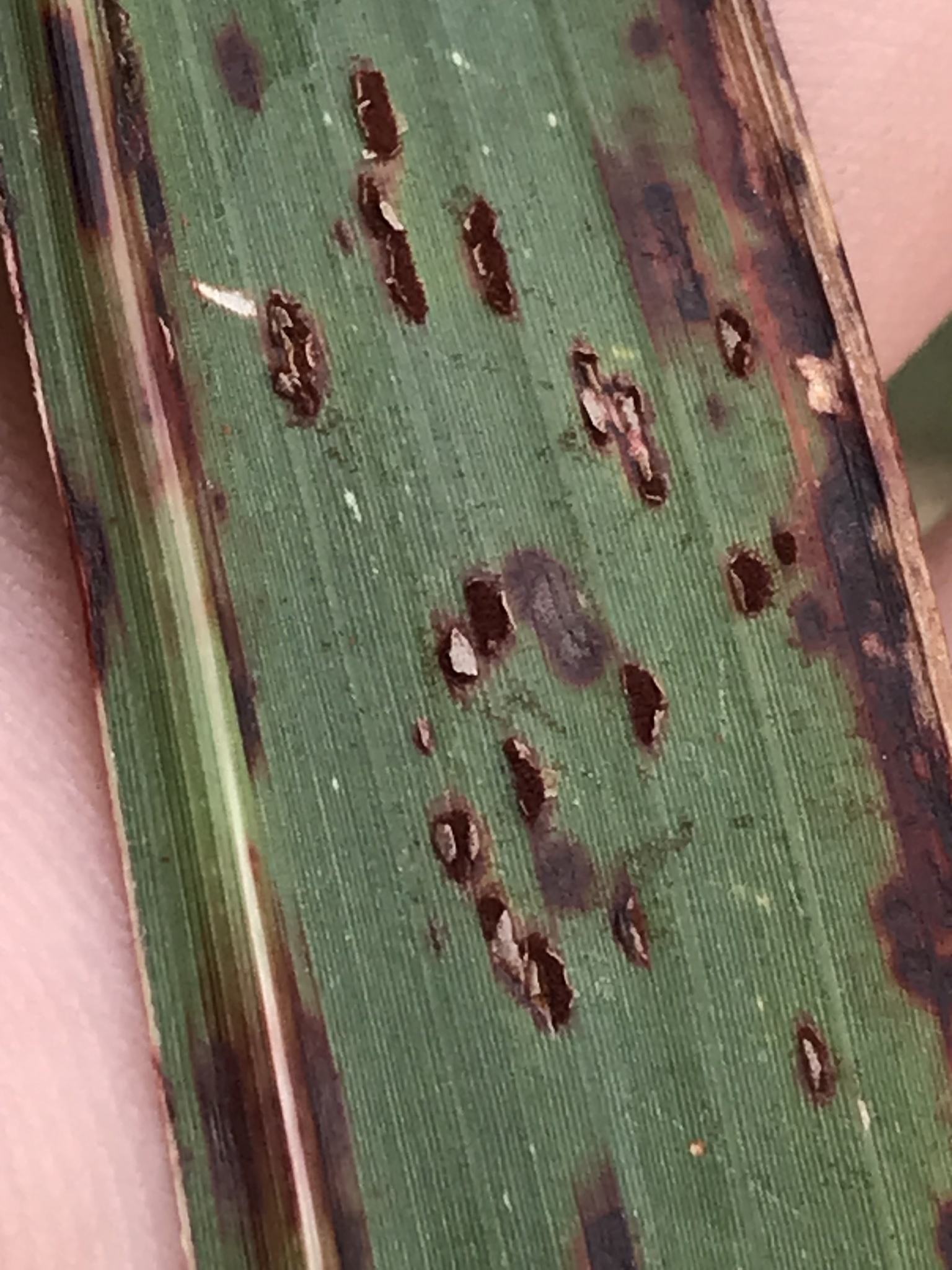 Puccinia purpurea