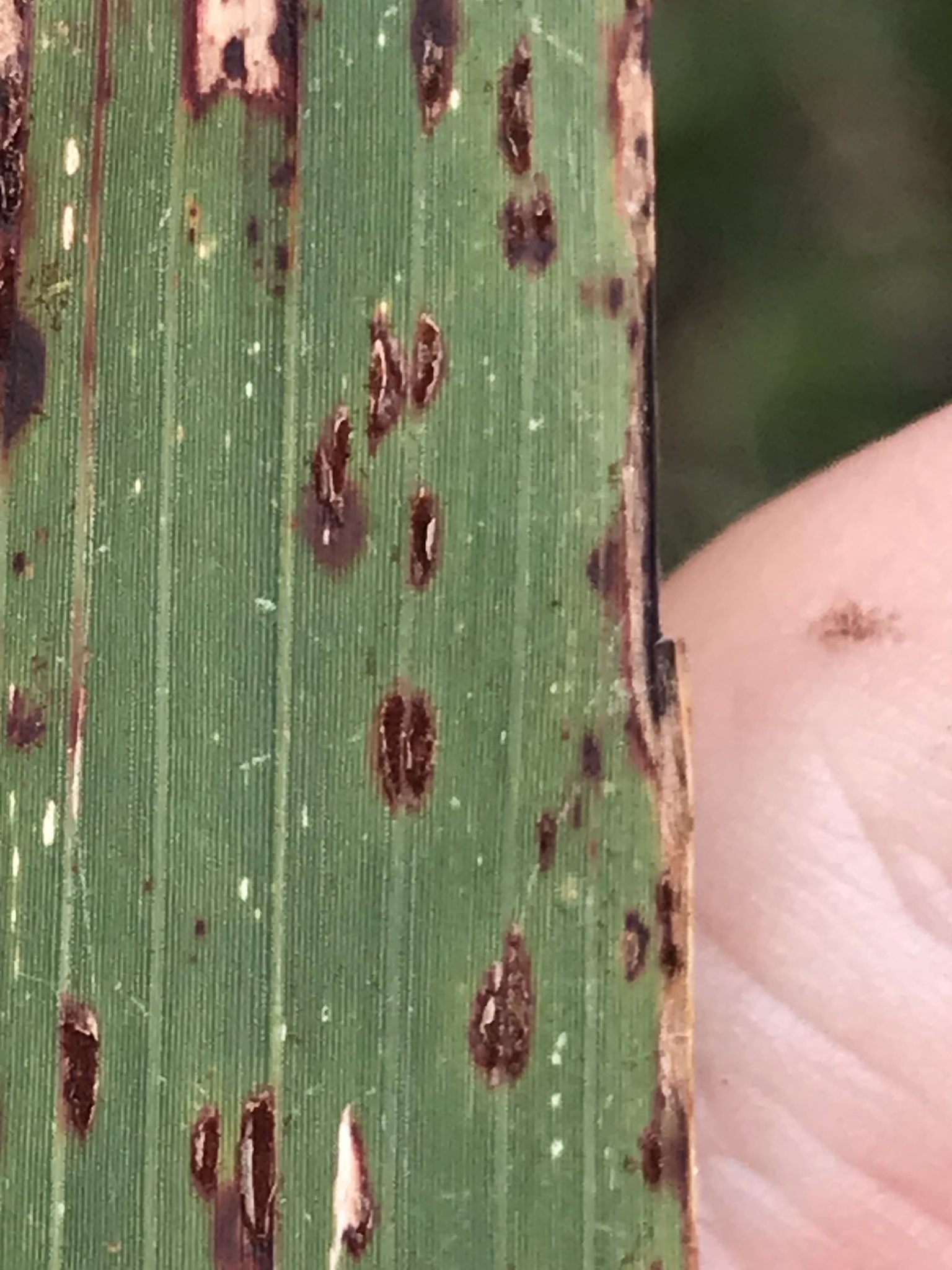 Puccinia purpurea