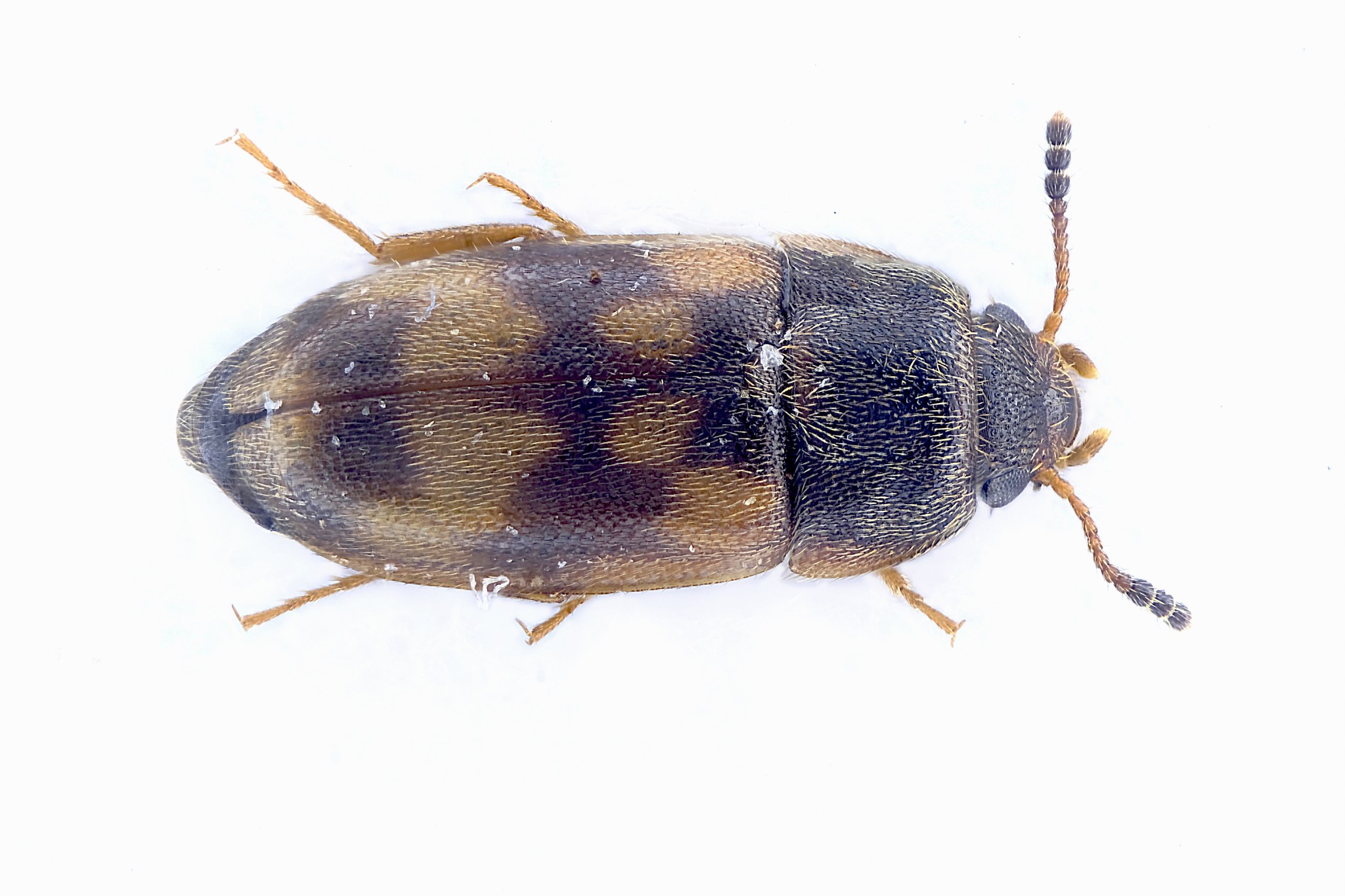 Litargus connexus