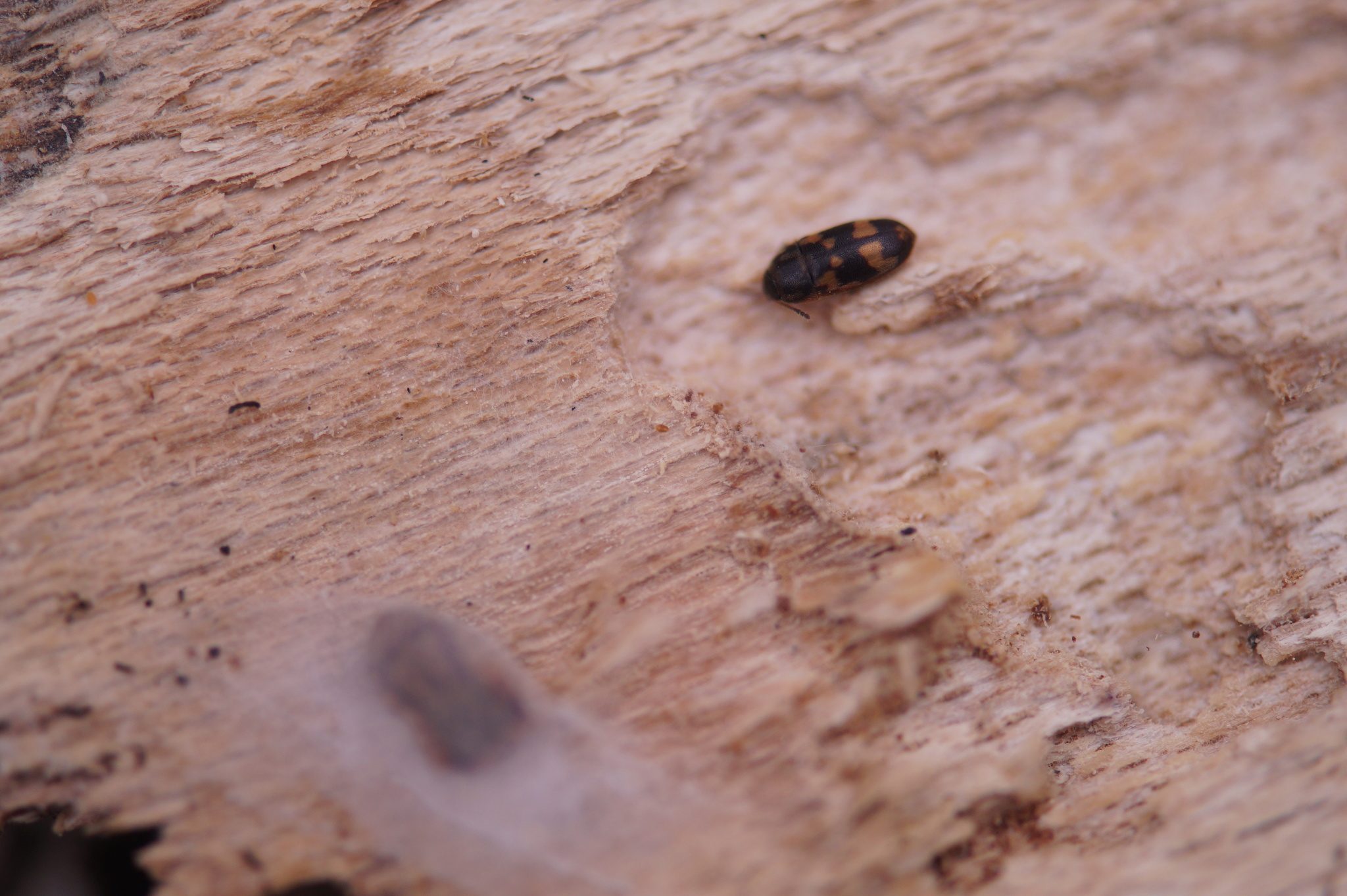 Litargus connexus