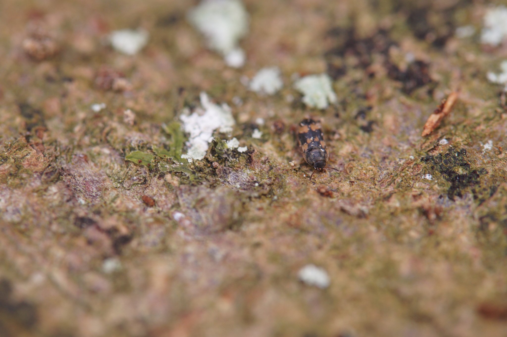 Litargus connexus