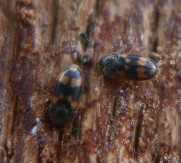 Litargus connexus